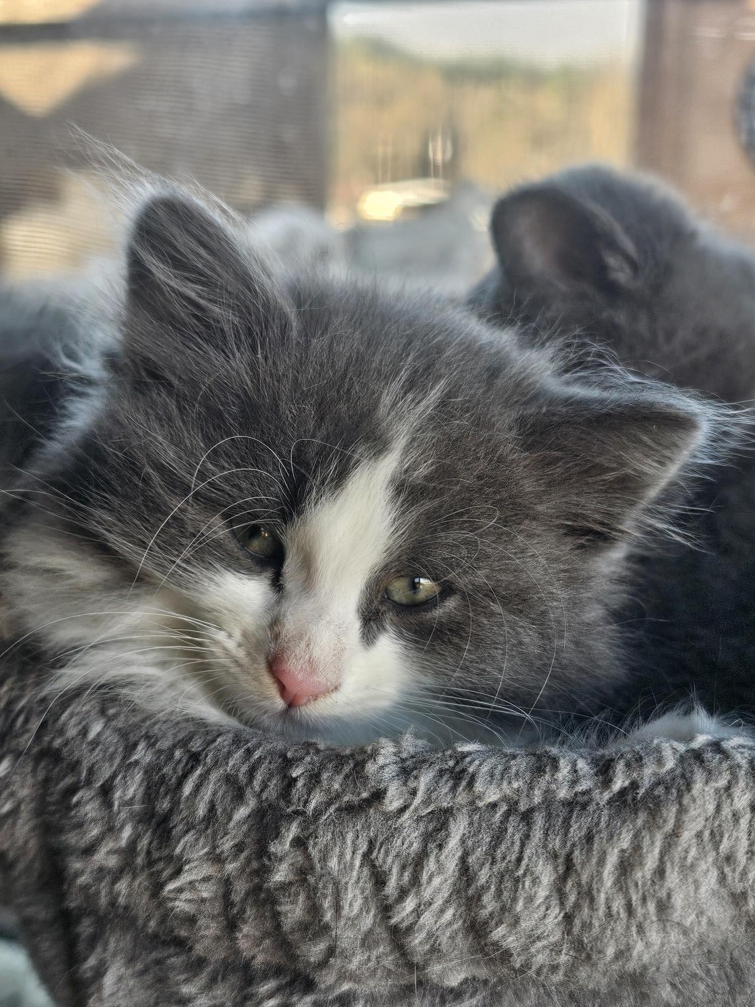 Enlarge Lady Fuzzybottom, an adopted Tabby in Springfield, OR image 2/3