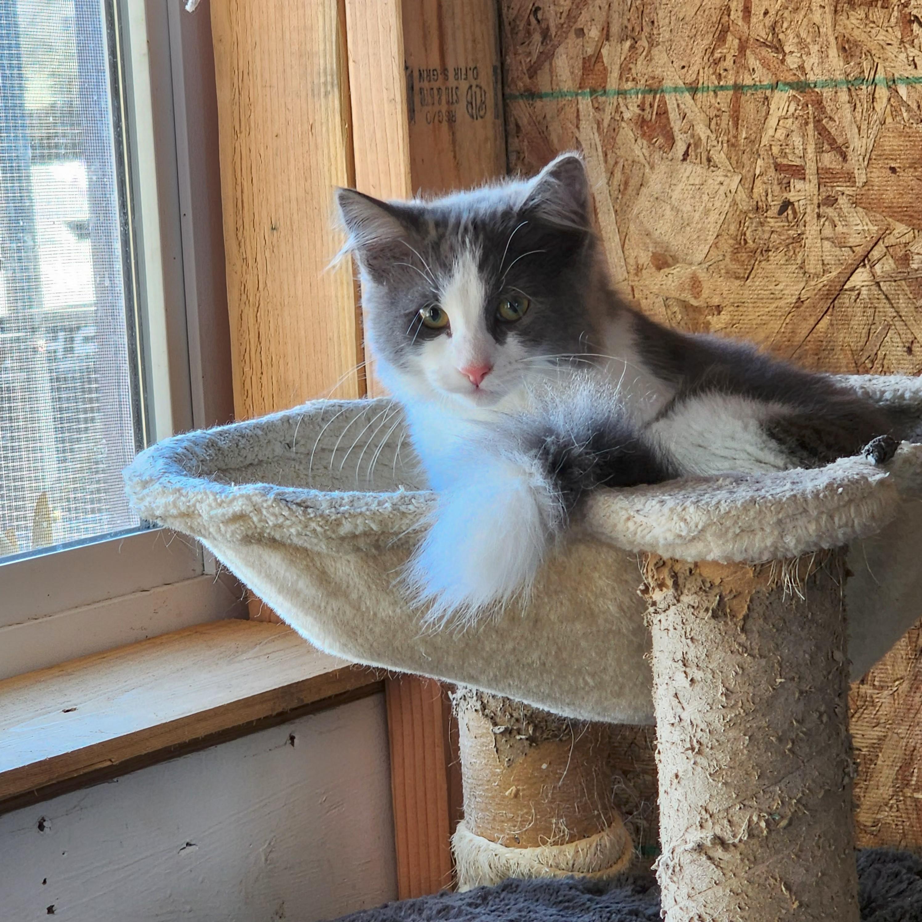 Lady Fuzzybottom, adopted, Kitten Female Tabby.