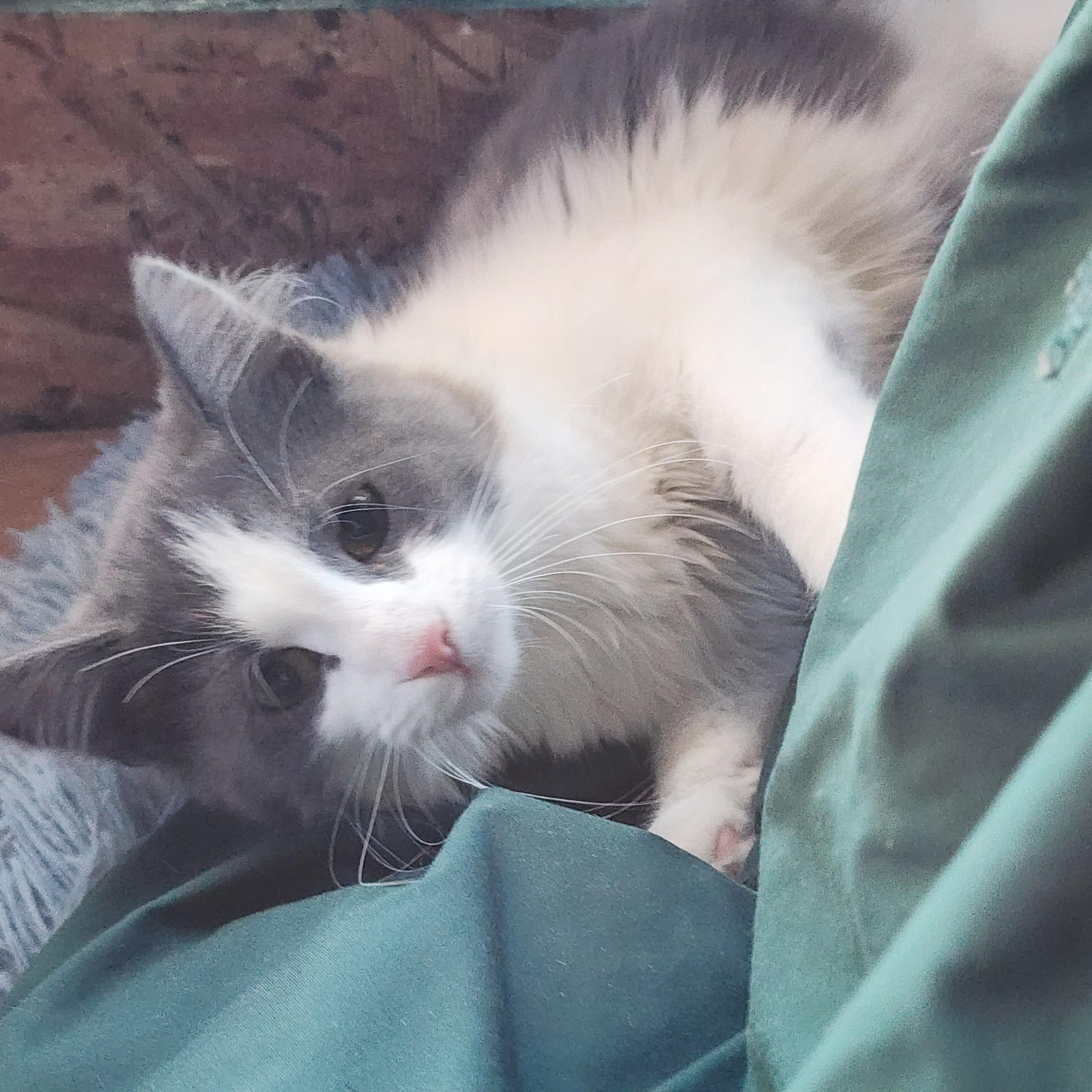 Enlarge Lady Fuzzybottom, an adopted Tabby in Springfield, OR image 3/3