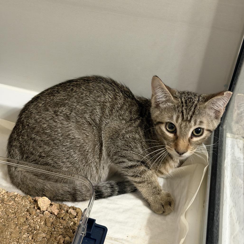 Churro, Adoptable, Kitten Male Domestic Short Hair.