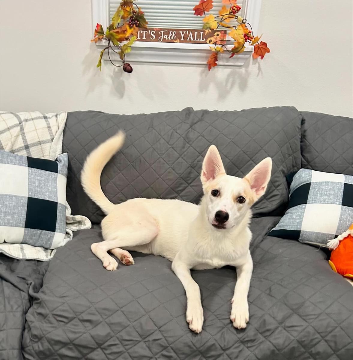 ~Amazing Jojo~, Adopted, Young Female Australian Cattle Dog / Blue Heeler & German Shepherd Dog.
