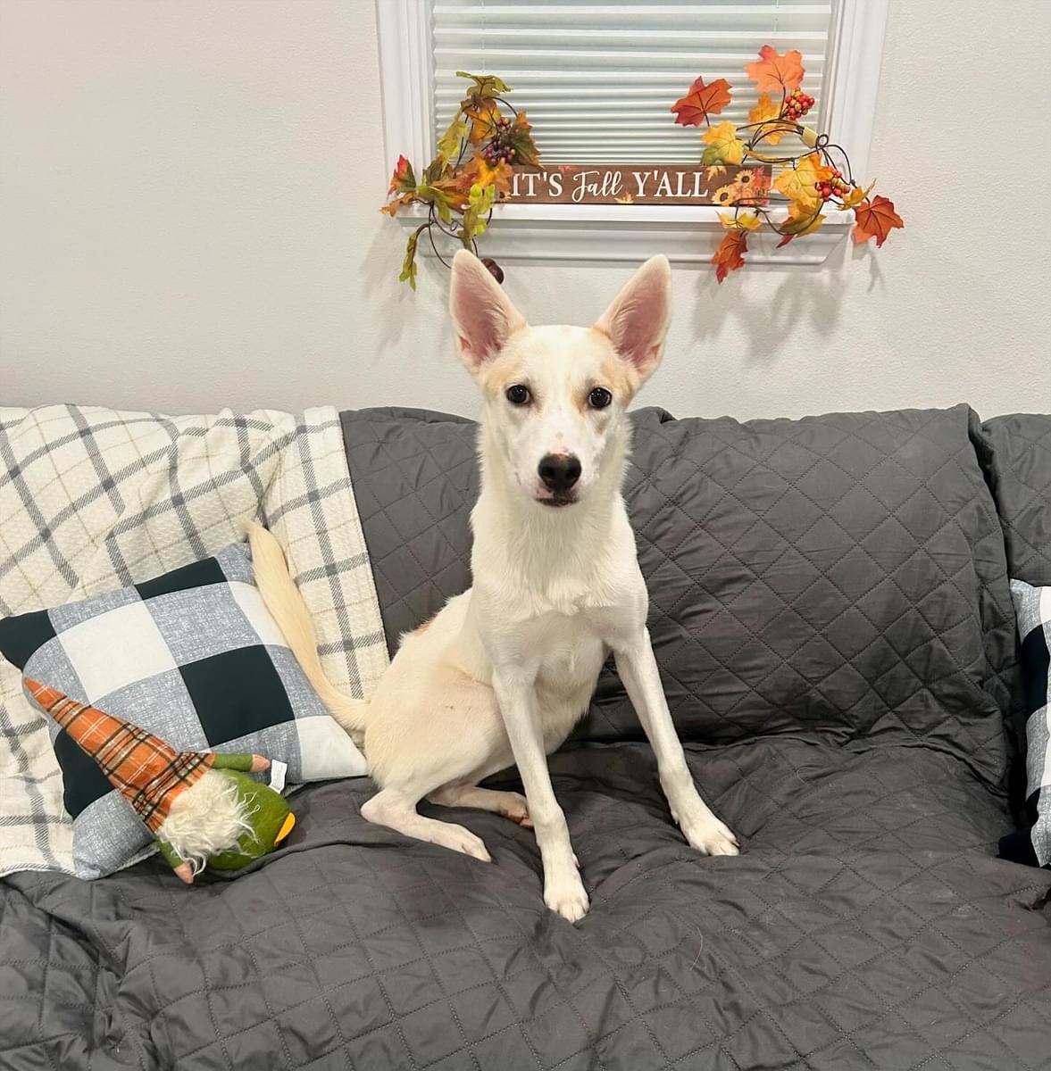 ~Amazing Jojo~, a Adopted mixed breed in Richmond, TX image 2/6