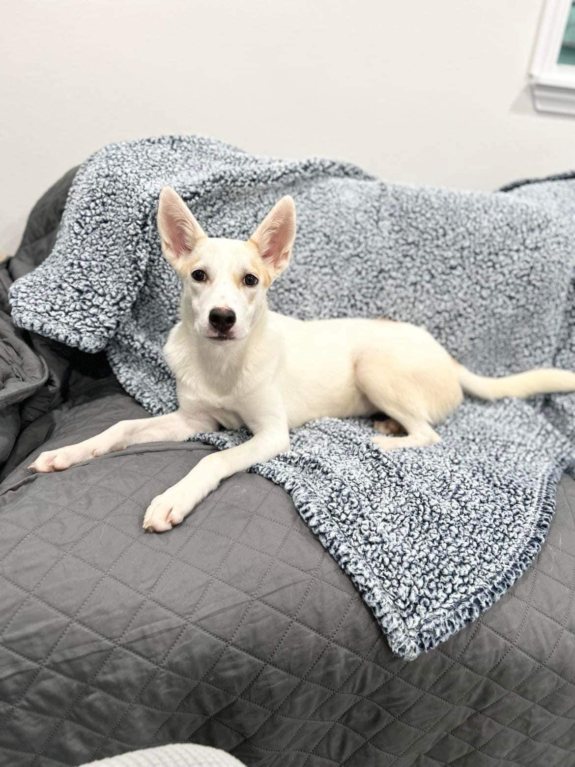 ~Amazing Jojo~, a Adopted mixed breed in Richmond, TX image 3/6