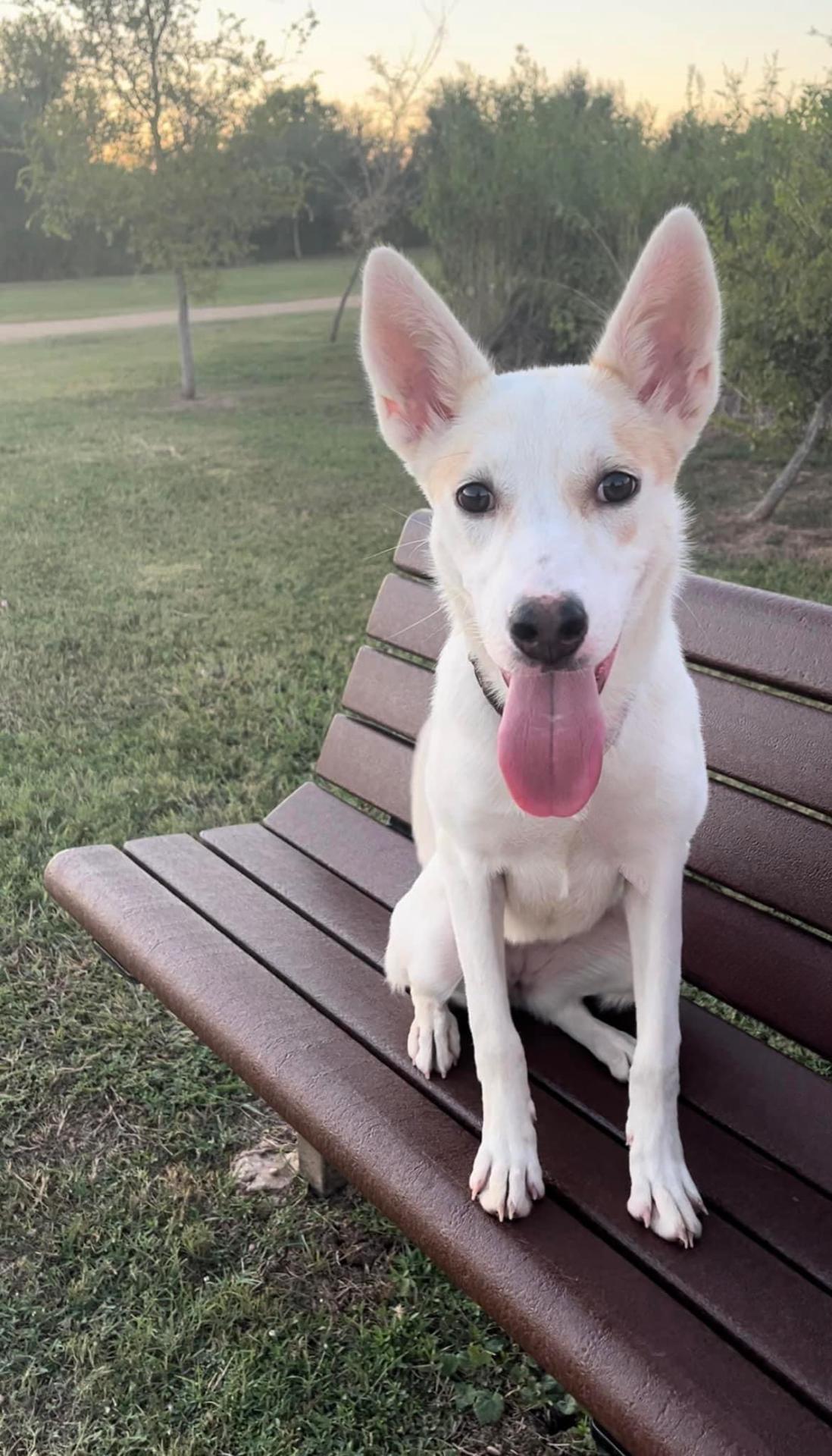 ~Amazing Jojo~, a Adopted mixed breed in Richmond, TX image 4/6