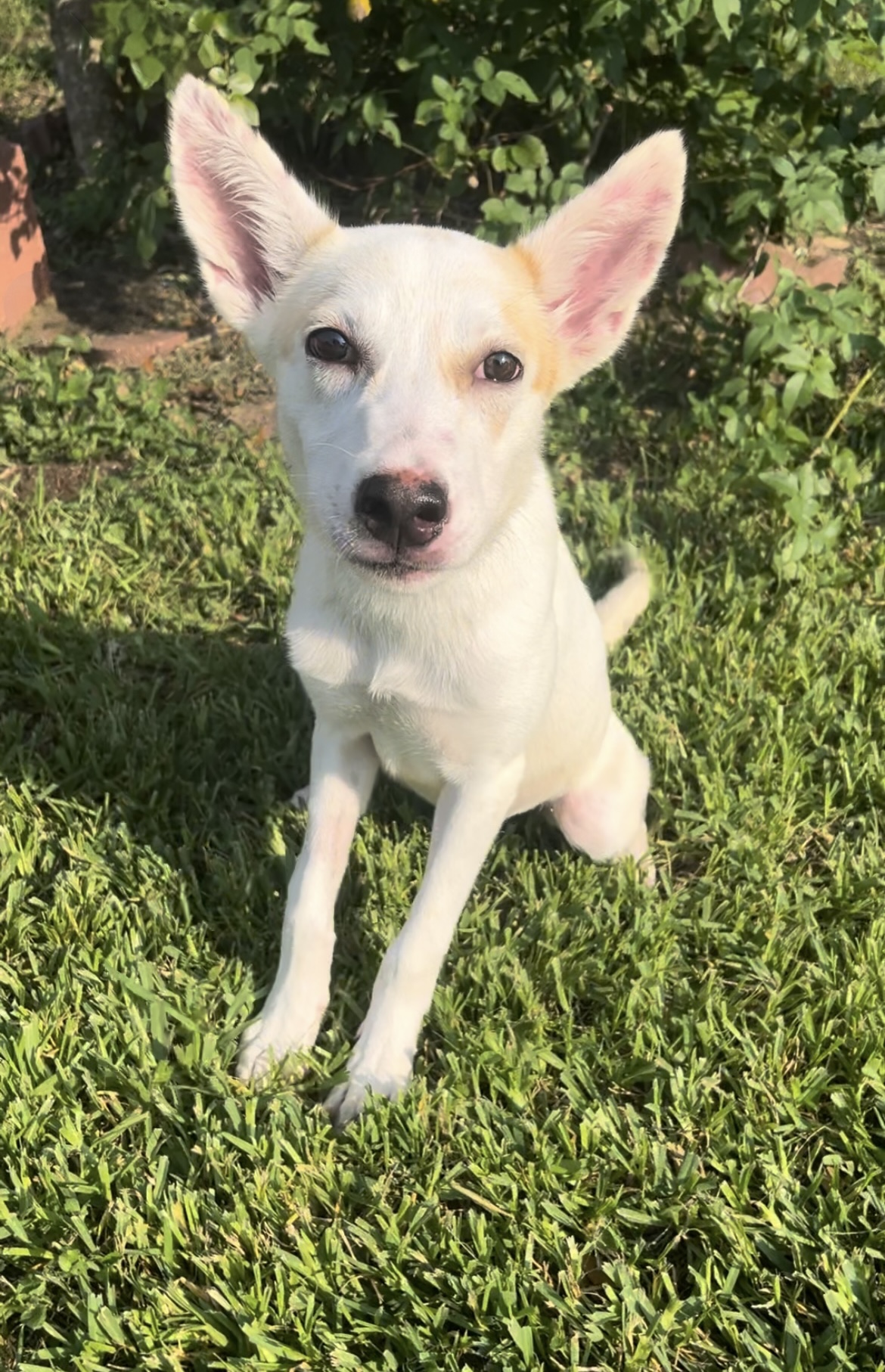 ~Amazing Jojo~, a Adopted mixed breed in Richmond, TX image 5/6