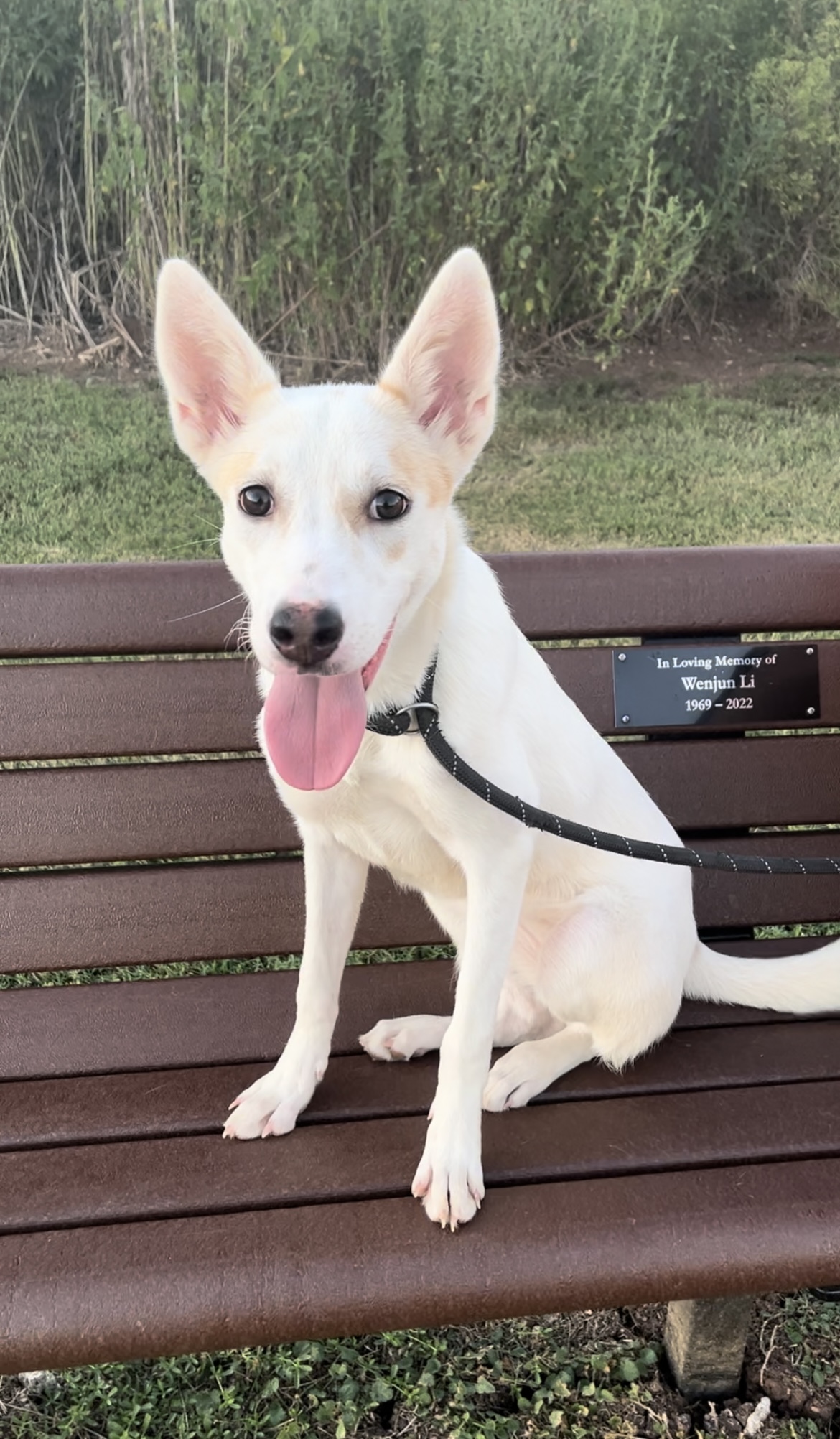 ~Amazing Jojo~, a Adopted mixed breed in Richmond, TX image 6/6