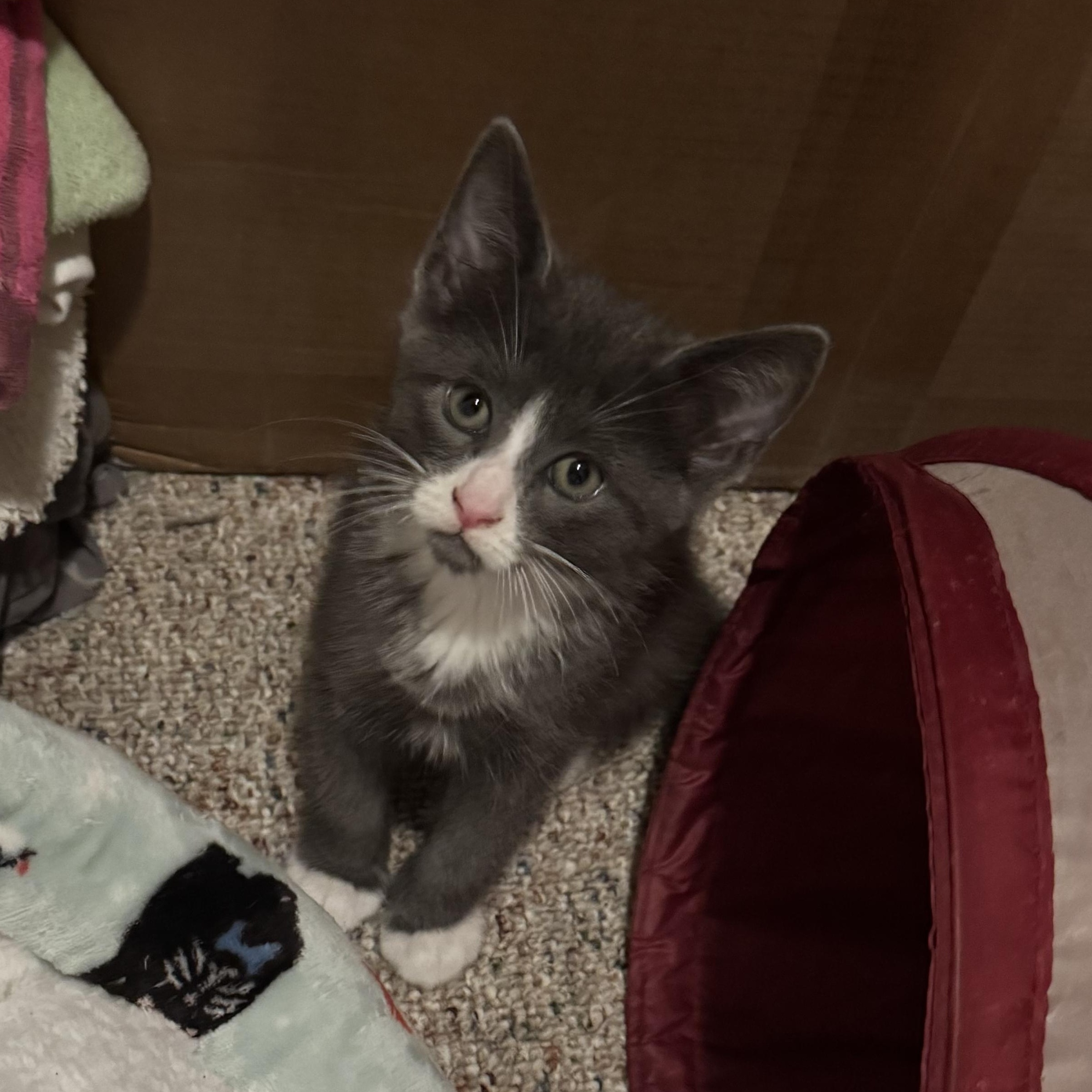 Maximum Purple Blue, an adopted mixed breed in Hyattsville, MD image 1/5