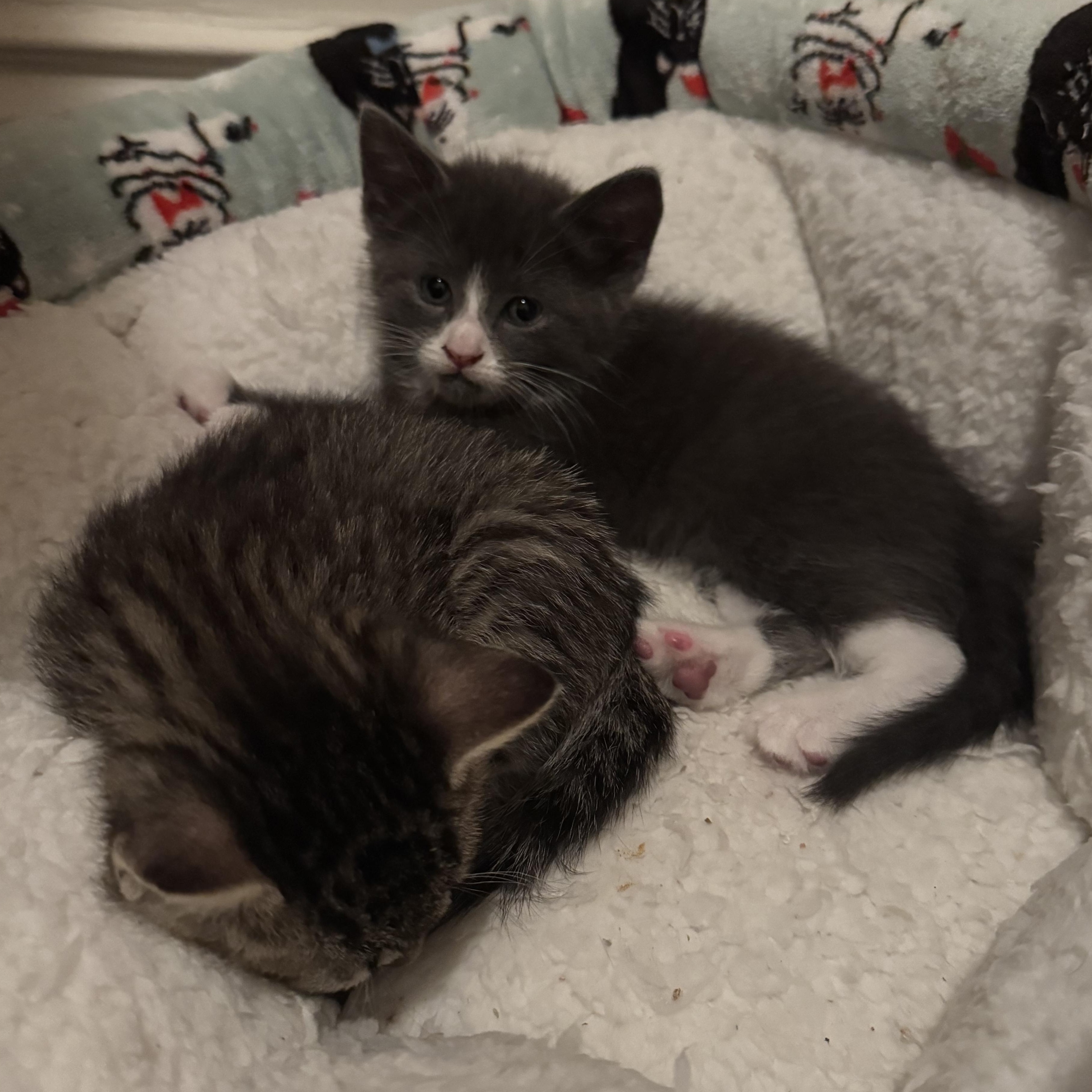 Maximum Purple Blue, an adopted mixed breed in Hyattsville, MD image 3/5