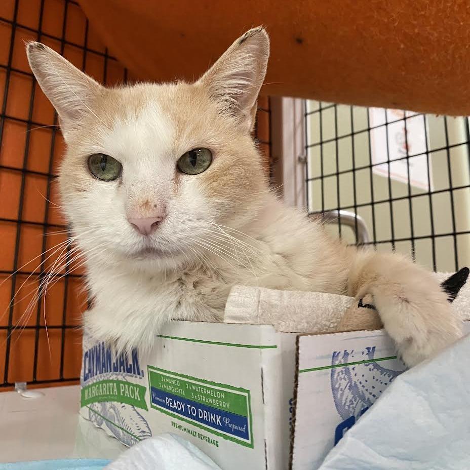 Enlarge Buddy, a Adoptable Domestic Medium Hair in Westminster, CA image 1/2