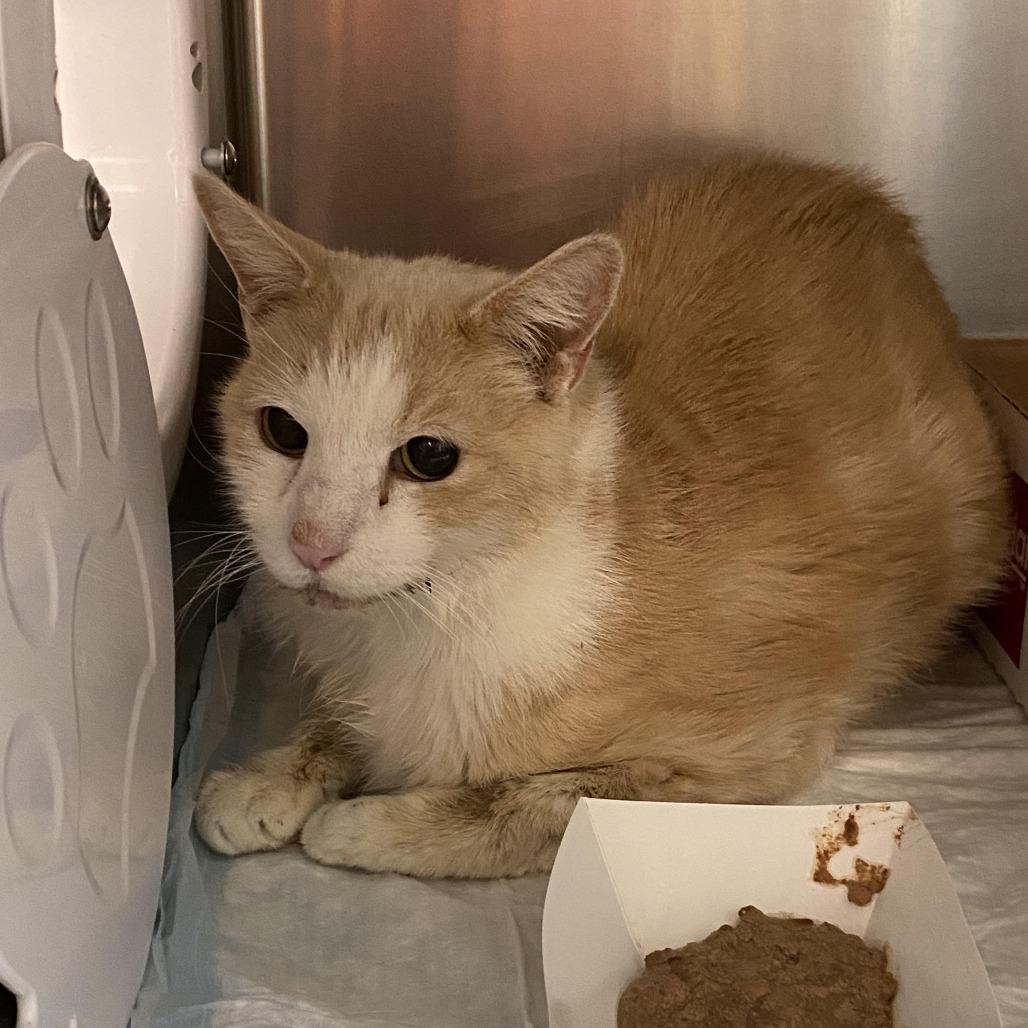 Enlarge Buddy, a Adoptable Domestic Medium Hair in Westminster, CA image 2/2