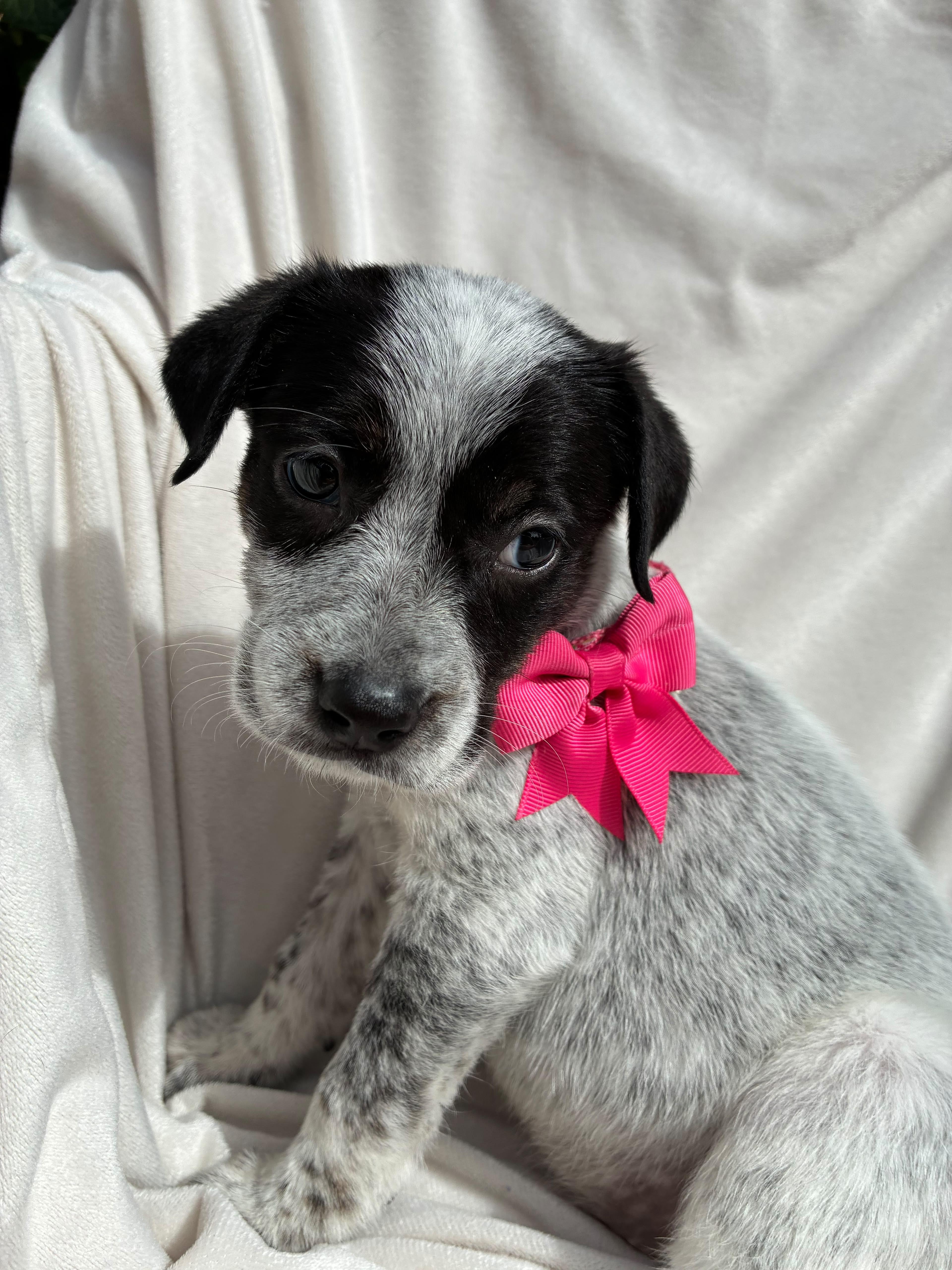 Meadow, Adopted, Puppy Female Australian Cattle Dog / Blue Heeler.