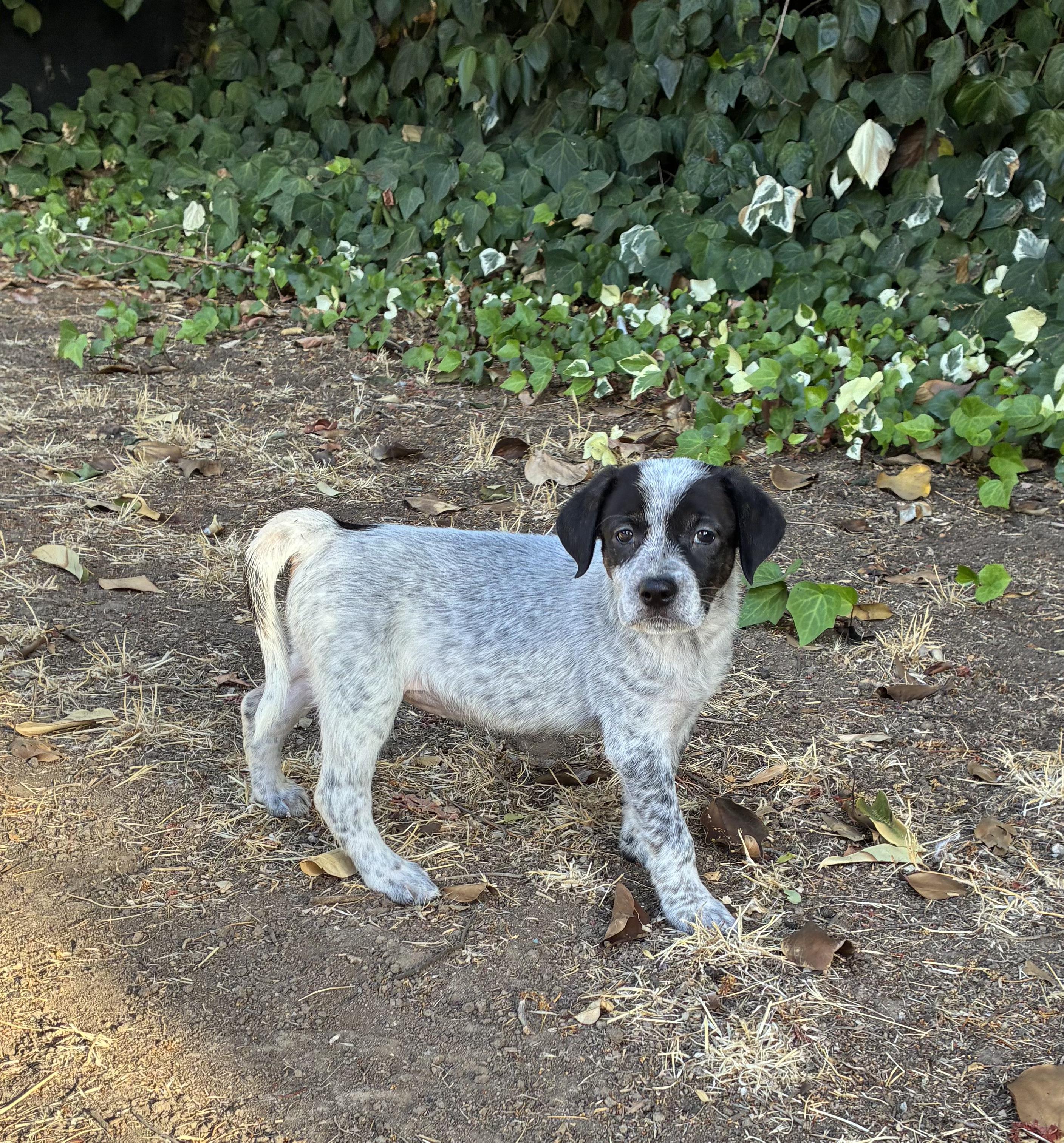 Enlarge Meadow, a Adopted mixed breed in Penryn, CA image 2/5