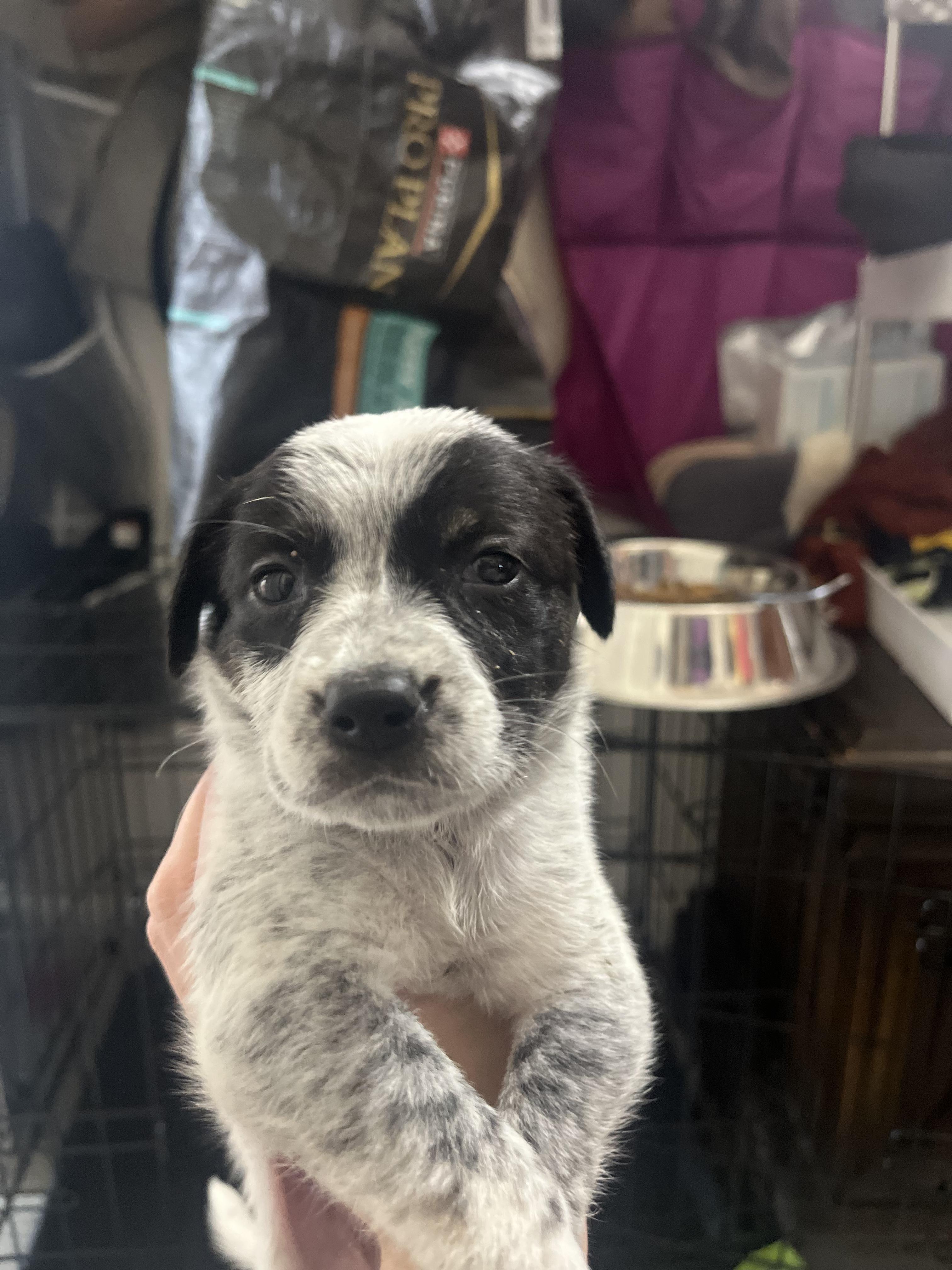 Meadow, Adoptable, Puppy Female Australian Cattle Dog / Blue Heeler.