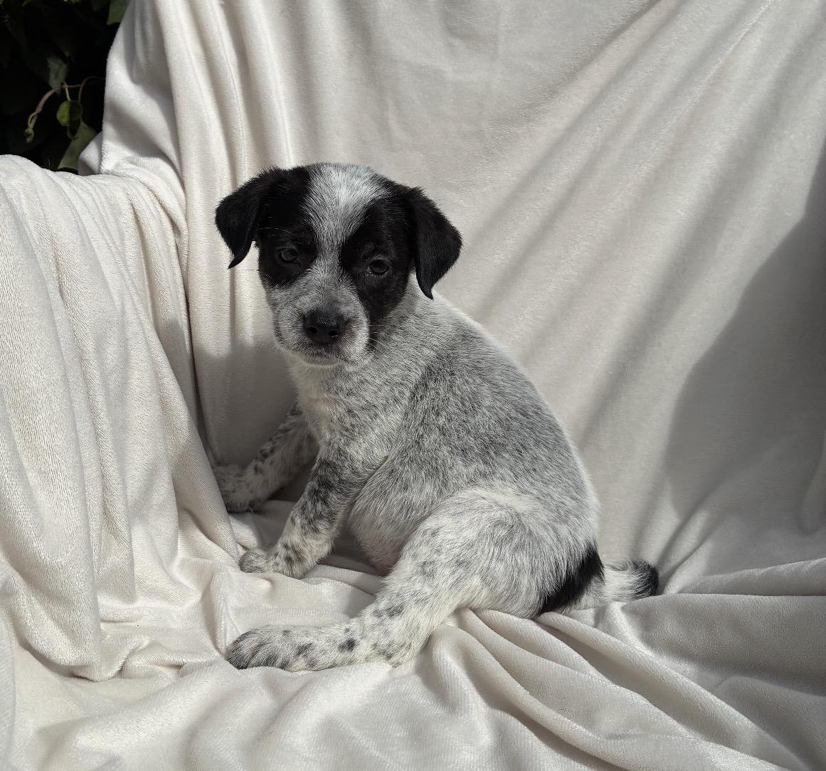 Enlarge Meadow, a Adopted mixed breed in Penryn, CA image 4/5