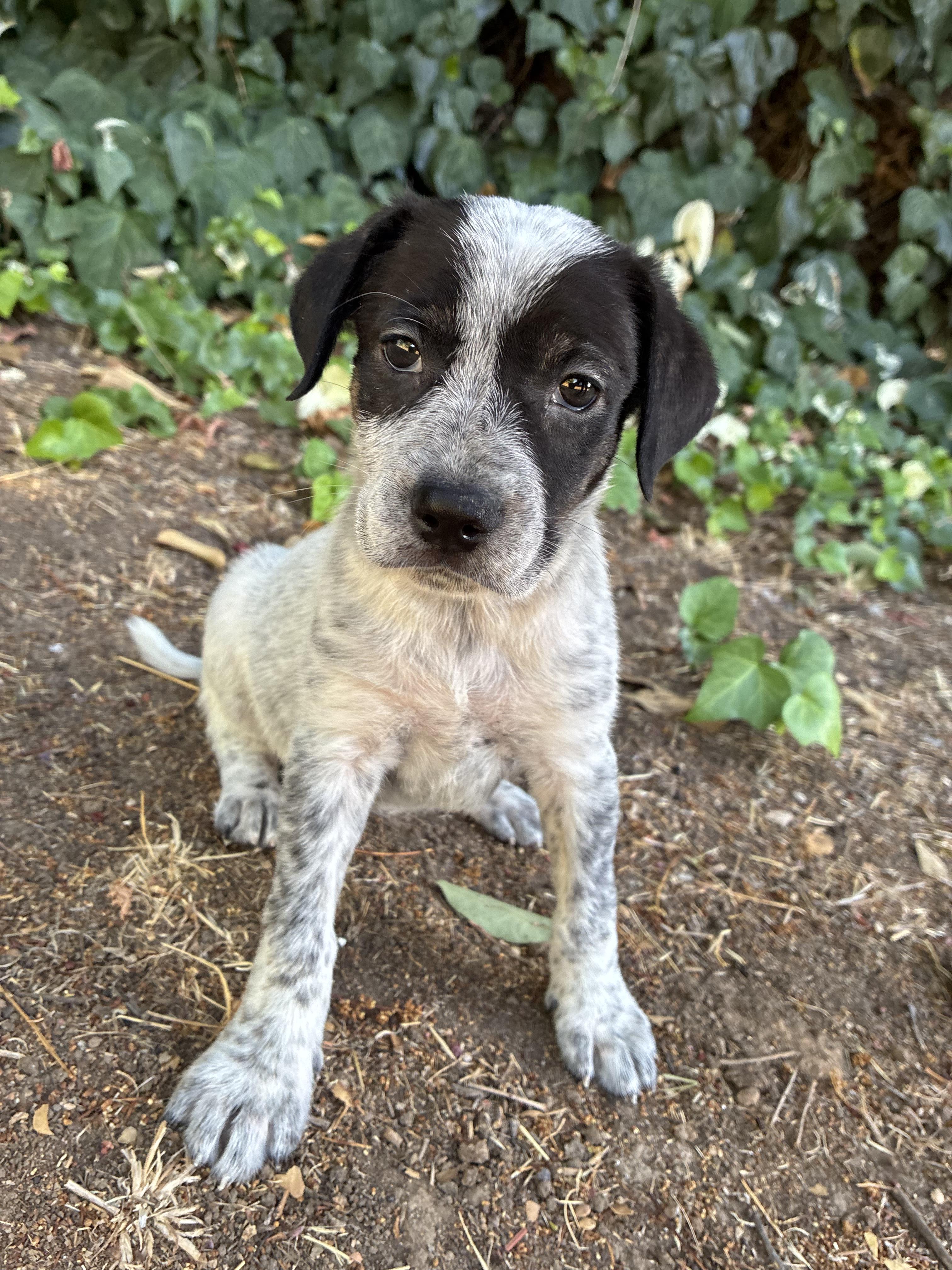Enlarge Meadow, a Adopted mixed breed in Penryn, CA image 5/5