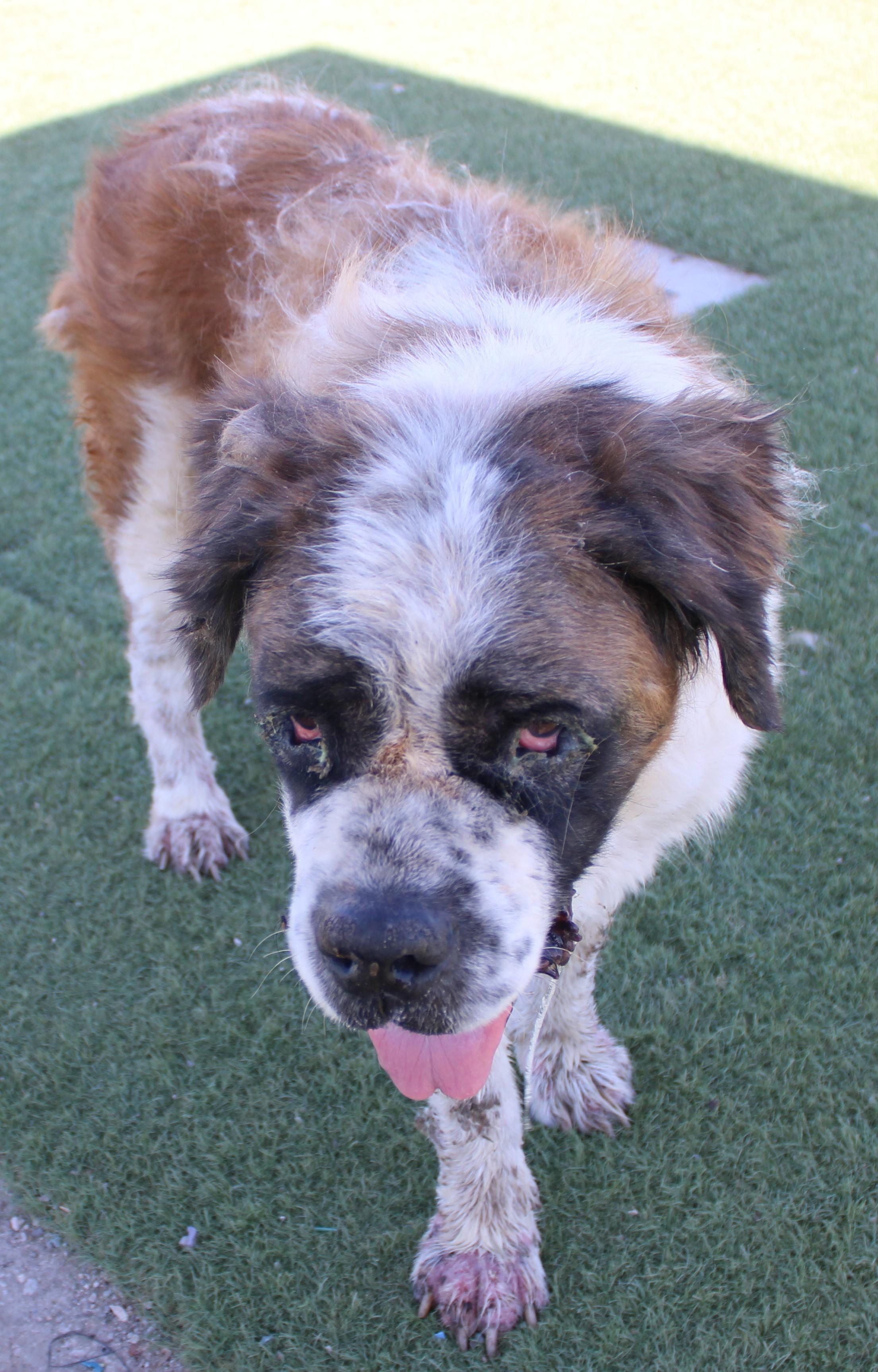 Enlarge Roxie, a Adopted Saint Bernard in Wasco, CA image 4/6