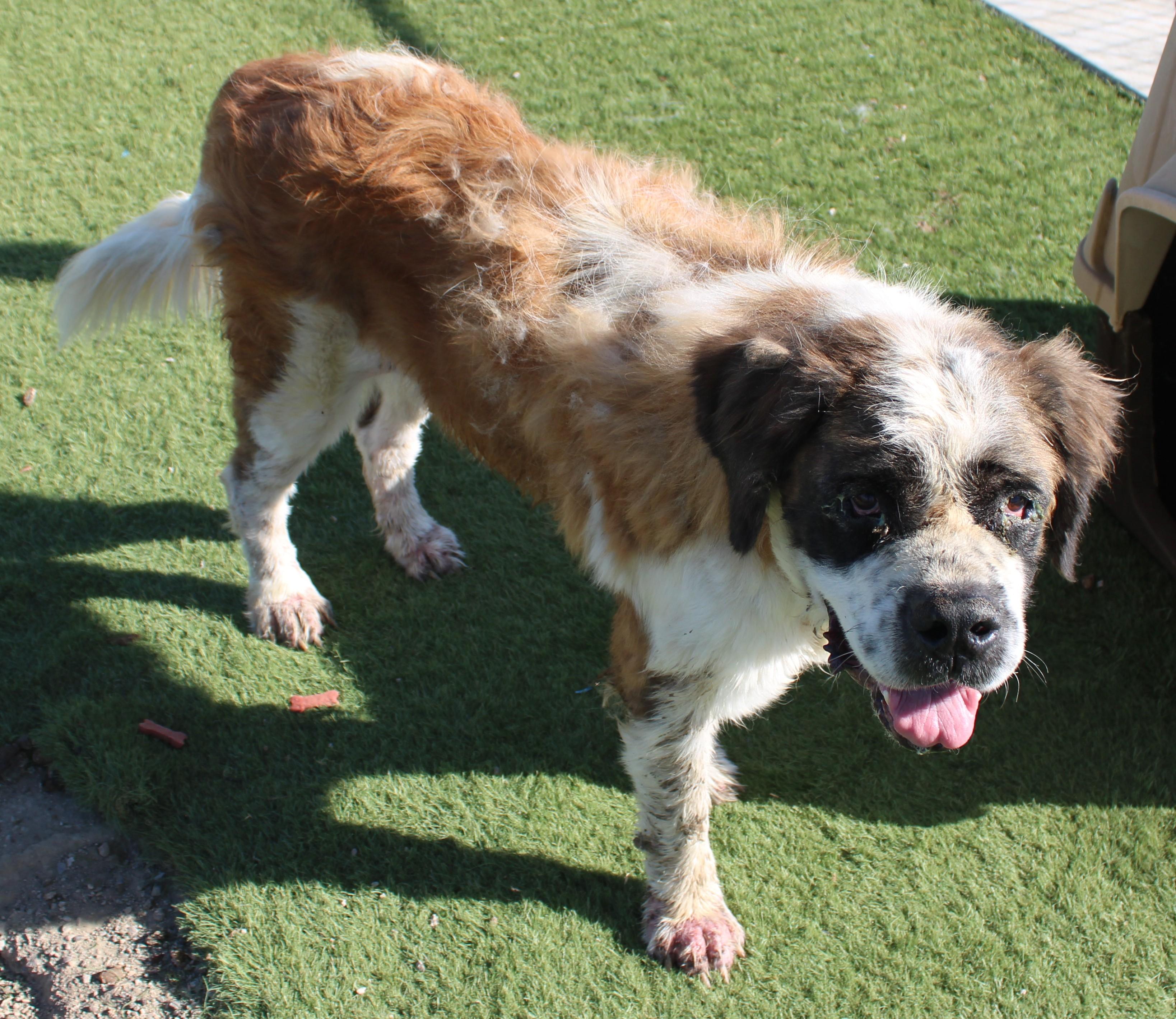 Enlarge Roxie, a Adopted Saint Bernard in Wasco, CA image 3/6