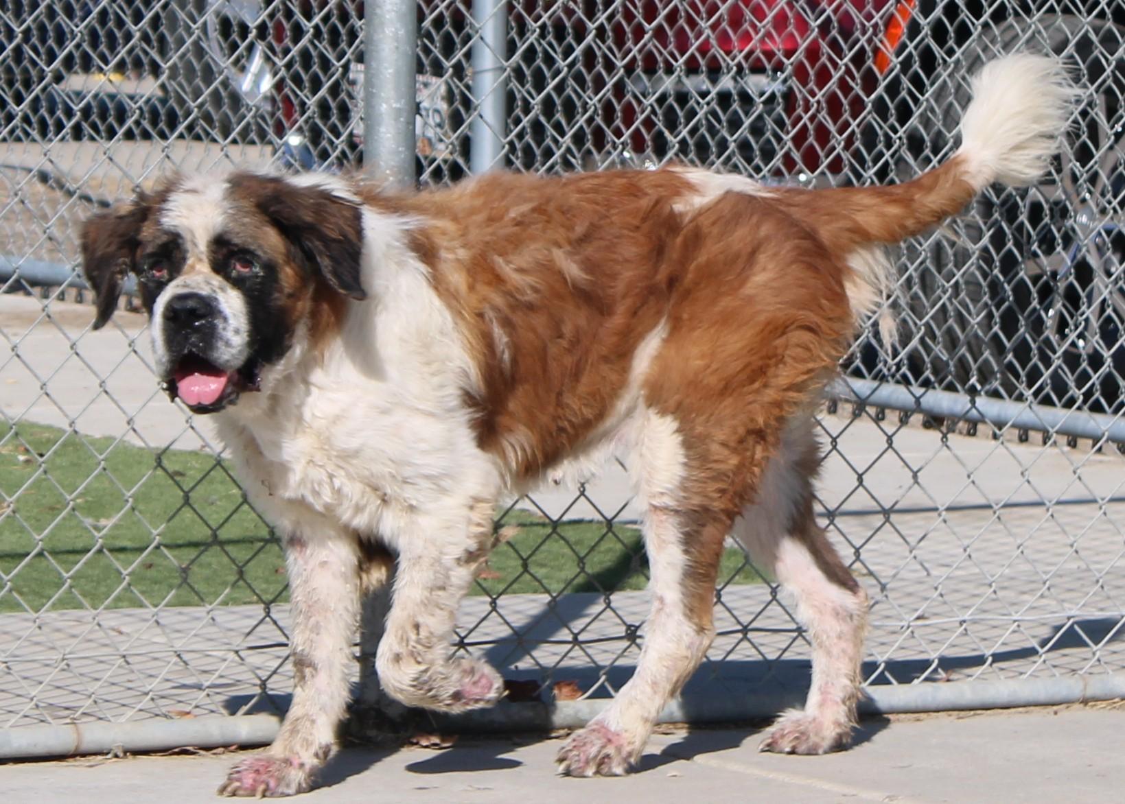 Roxie, Adopted, Senior Female Saint Bernard.