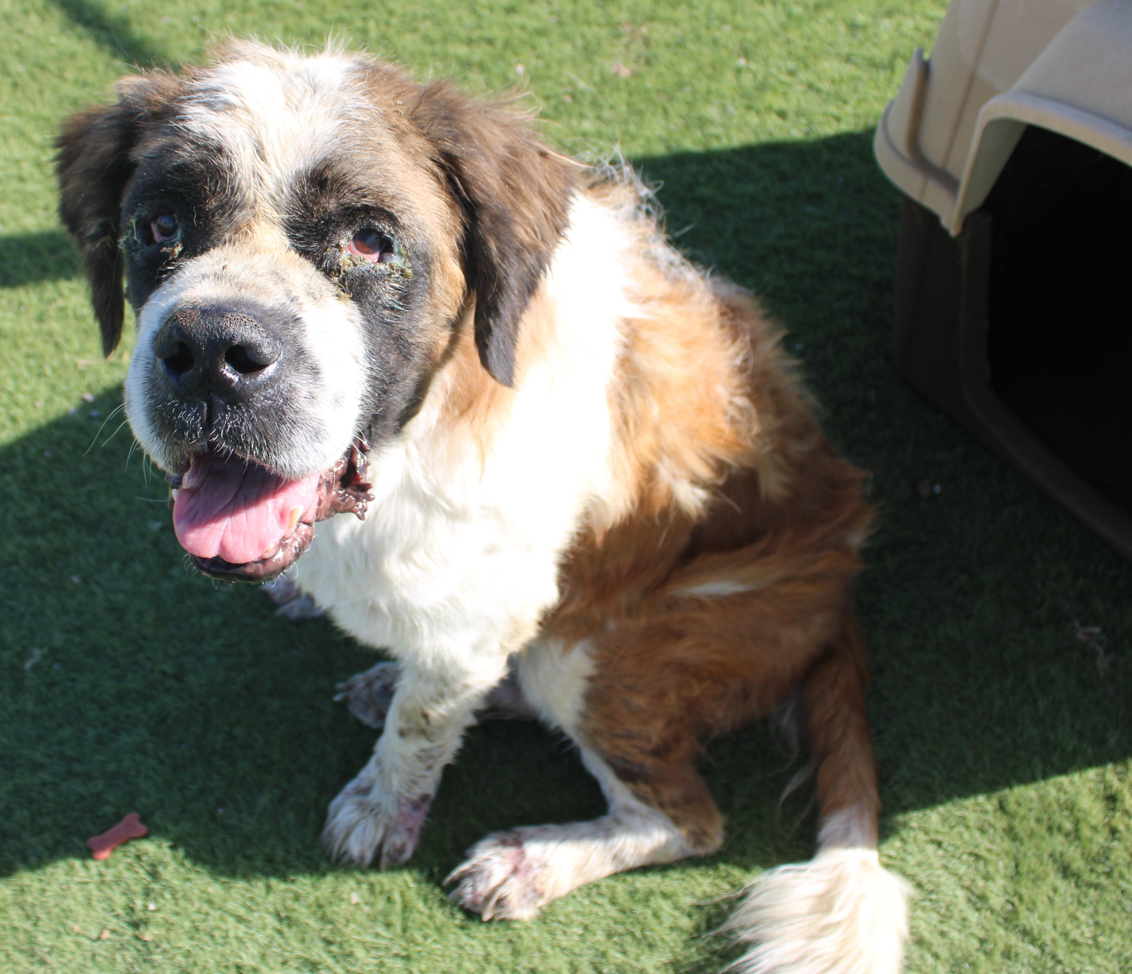Enlarge Roxie, a Adopted Saint Bernard in Wasco, CA image 2/6