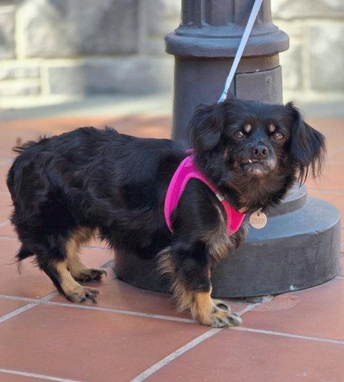 Enlarge Moana, a Adoptable mixed breed in Anaheim Hills, CA image 1/3
