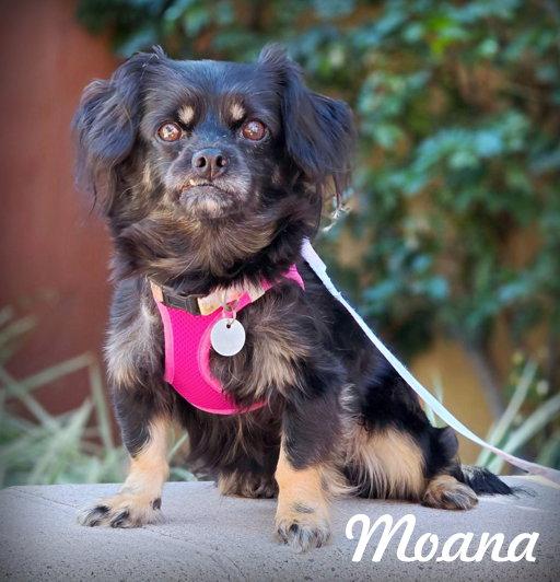 Enlarge Moana, a Adoptable mixed breed in Anaheim Hills, CA image 2/3