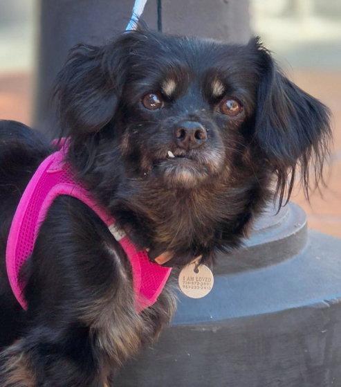 Enlarge Moana, a Adoptable mixed breed in Anaheim Hills, CA image 3/3