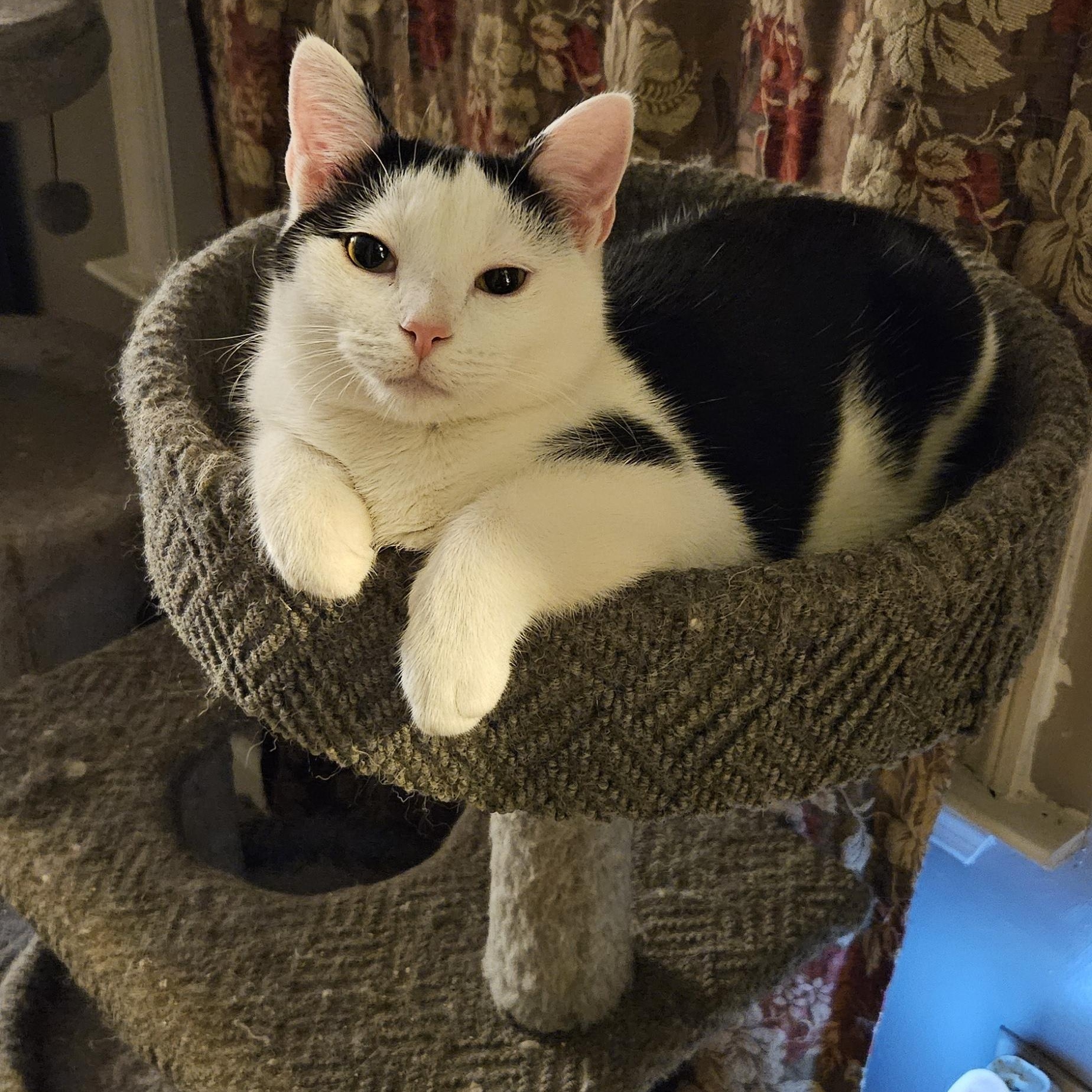 Enlarge Tony, a Adoptable Domestic Short Hair in Nashville, TN image 6/6