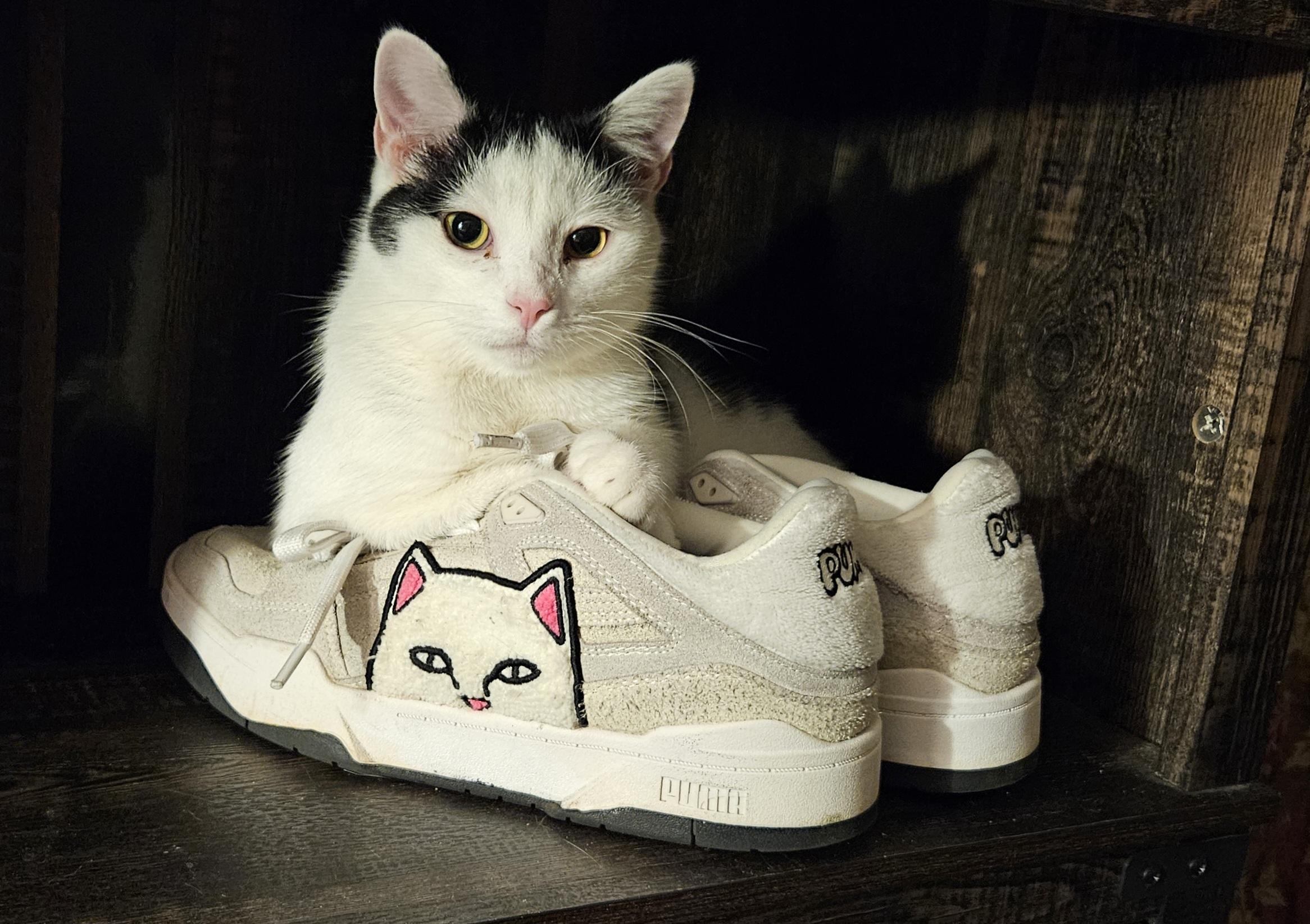 Enlarge Tony, a Adoptable Domestic Short Hair in Nashville, TN image 1/6