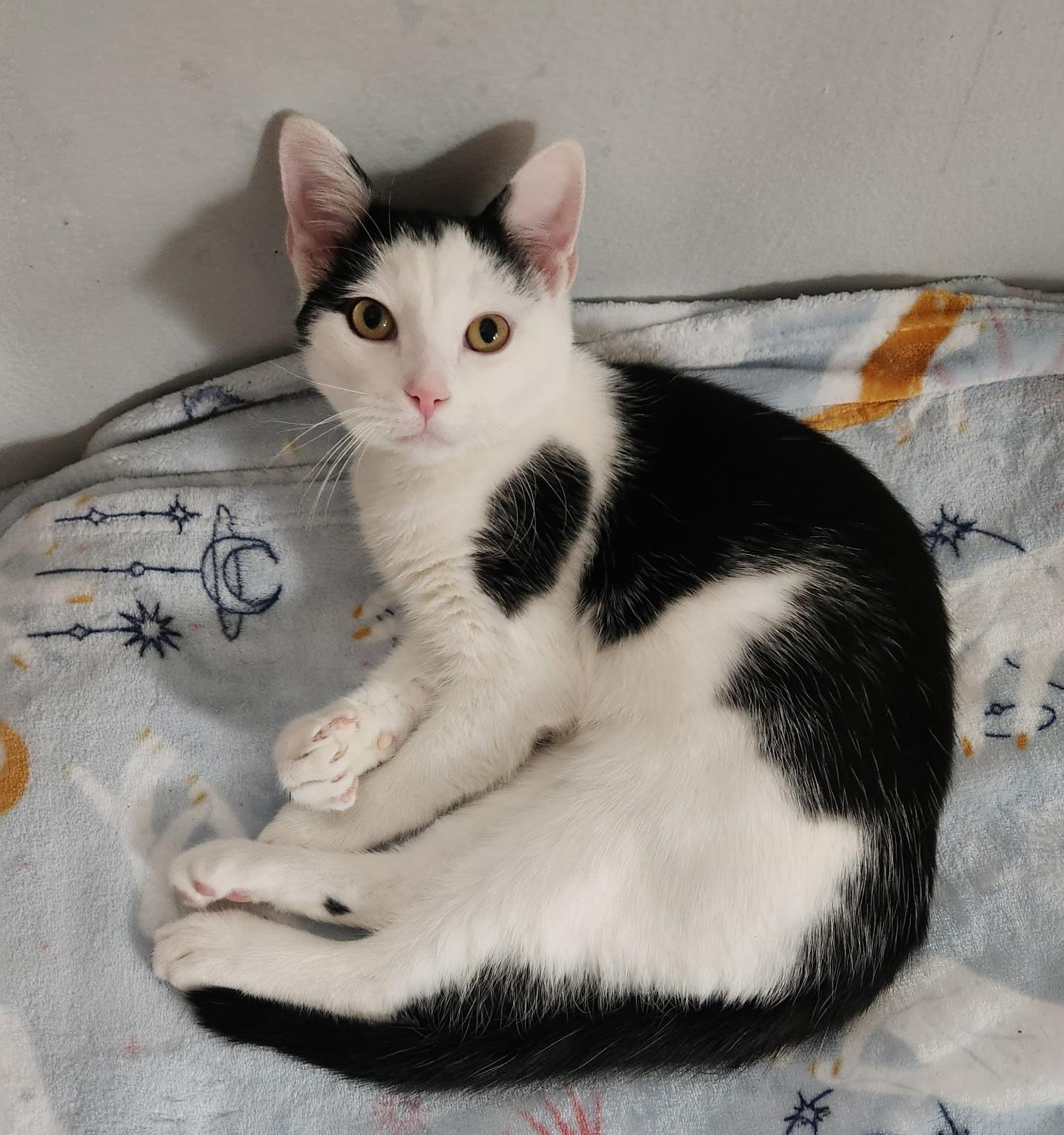 Enlarge Tony, a Adoptable Domestic Short Hair in Nashville, TN image 2/6