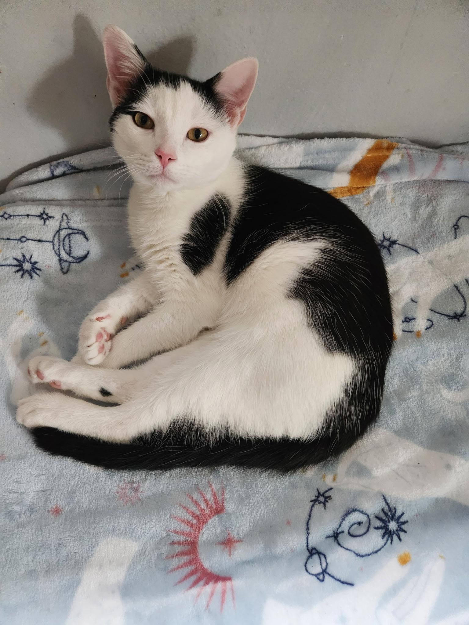 Enlarge Tony, a Adoptable Domestic Short Hair in Nashville, TN image 4/6