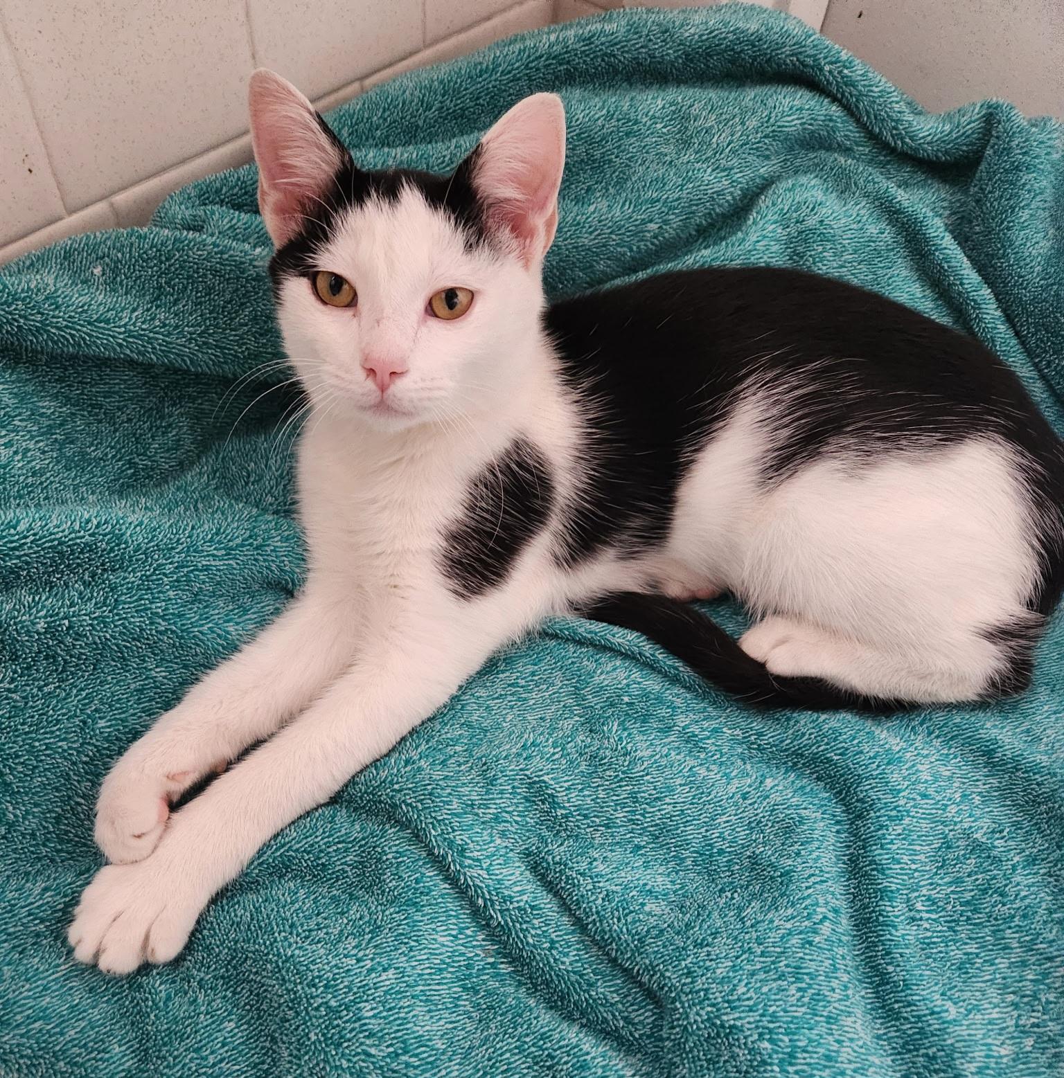 Enlarge Tony, a Adoptable Domestic Short Hair in Nashville, TN image 6/6