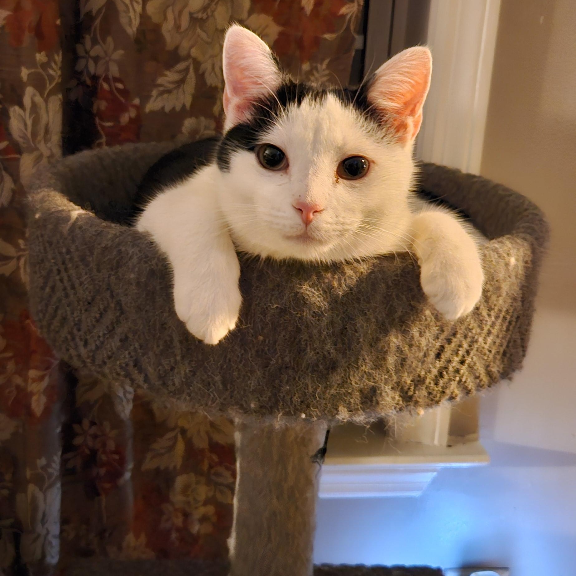 Enlarge Tony, a Adoptable Domestic Short Hair in Nashville, TN image 5/6