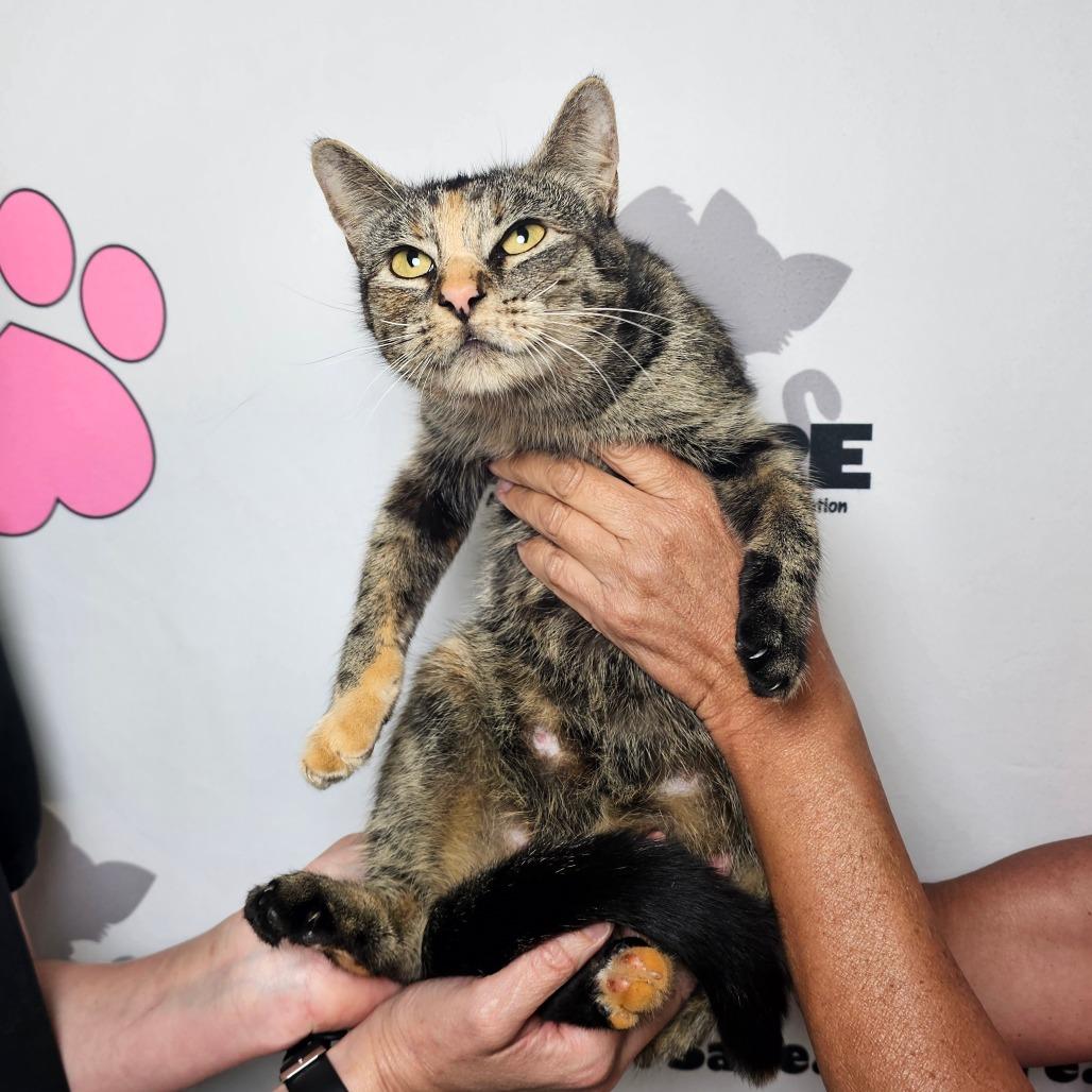 The Queen, Adoptable, Adult Female American Shorthair.