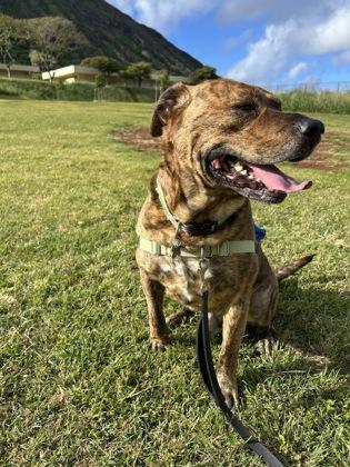 Brad, Adoptable, Adult Male Plott Hound & Mixed Breed.