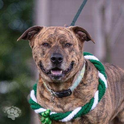 Enlarge Brad, a Adoptable mixed breed in Honolulu, HI image 2/2