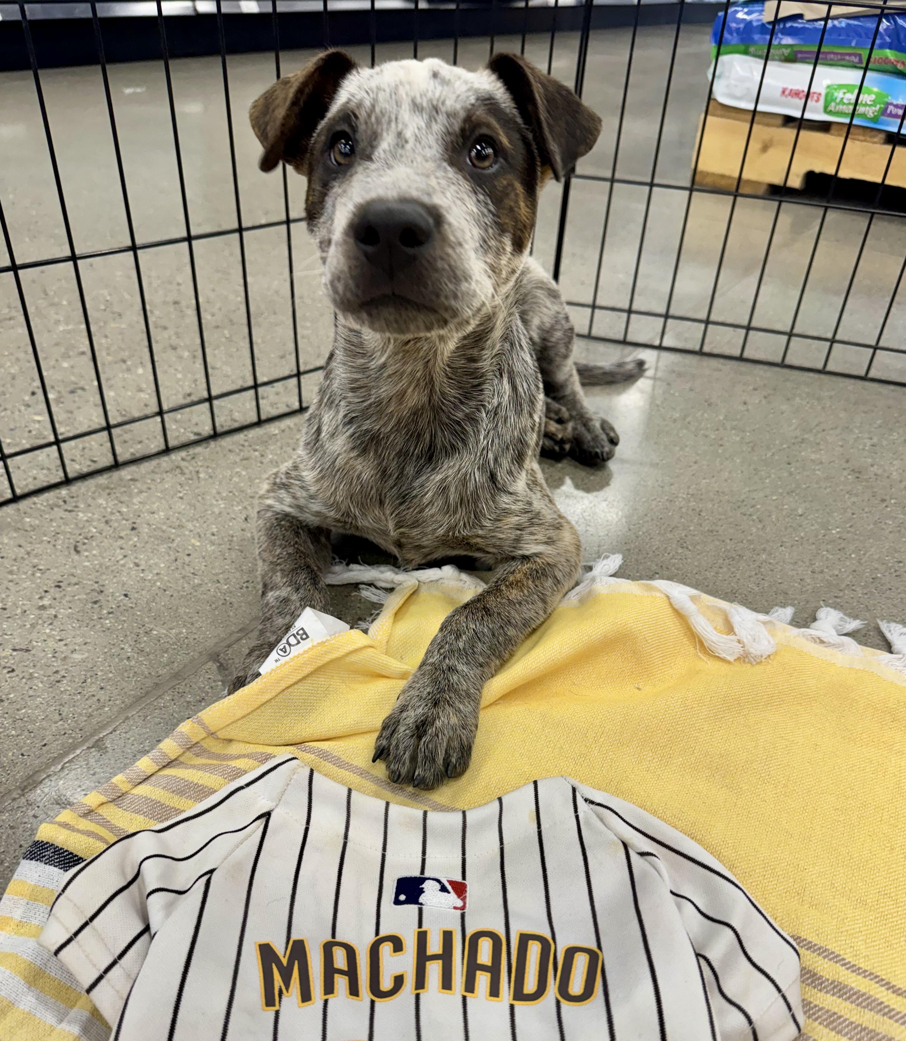 Machado, an adopted mixed breed in El Cajon, CA image 1/3