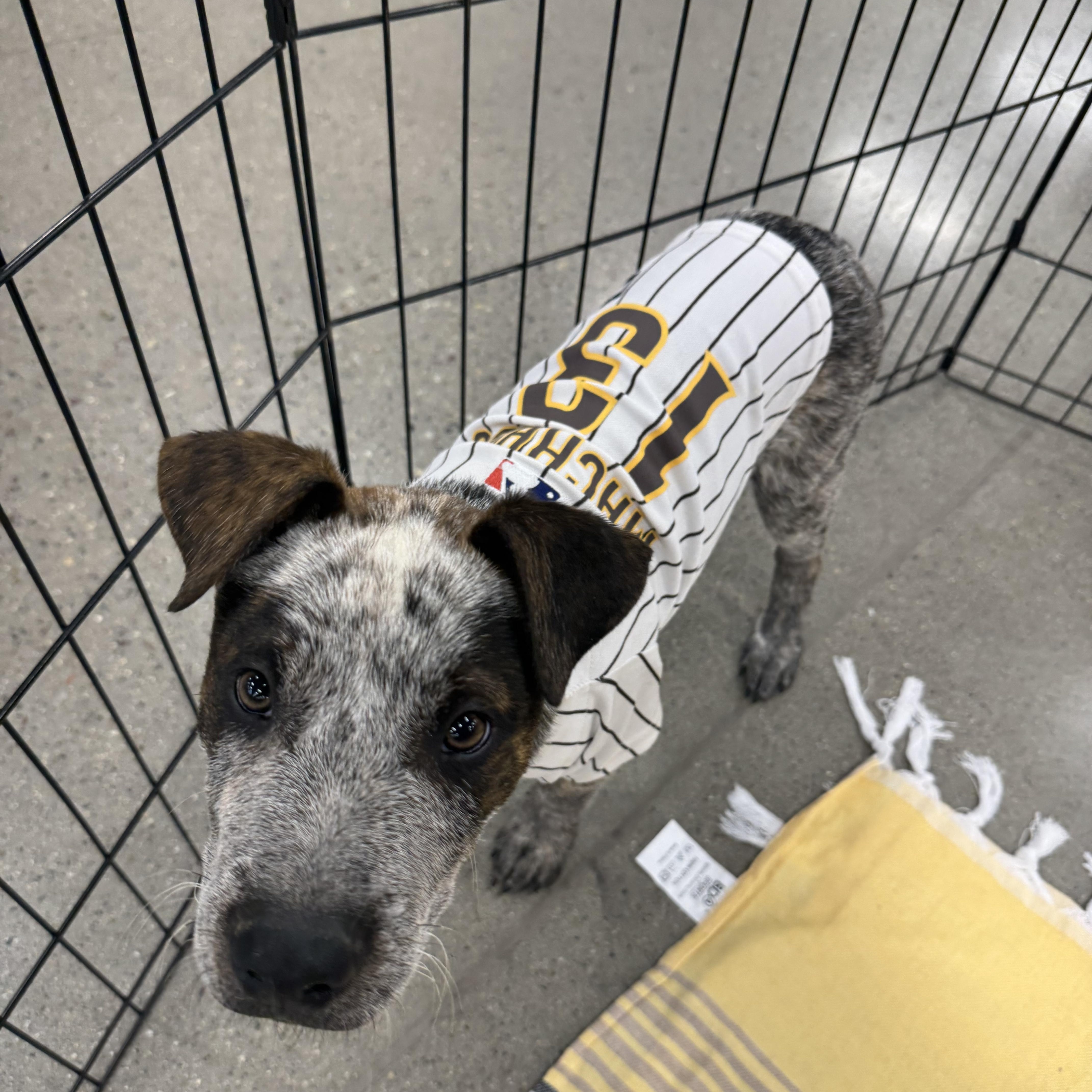 Machado, an adopted mixed breed in El Cajon, CA image 2/3