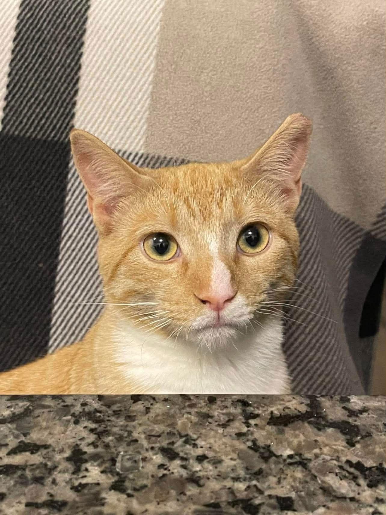 Enlarge Mango, a Adoptable Domestic Short Hair in Oakboro , NC image 1/3