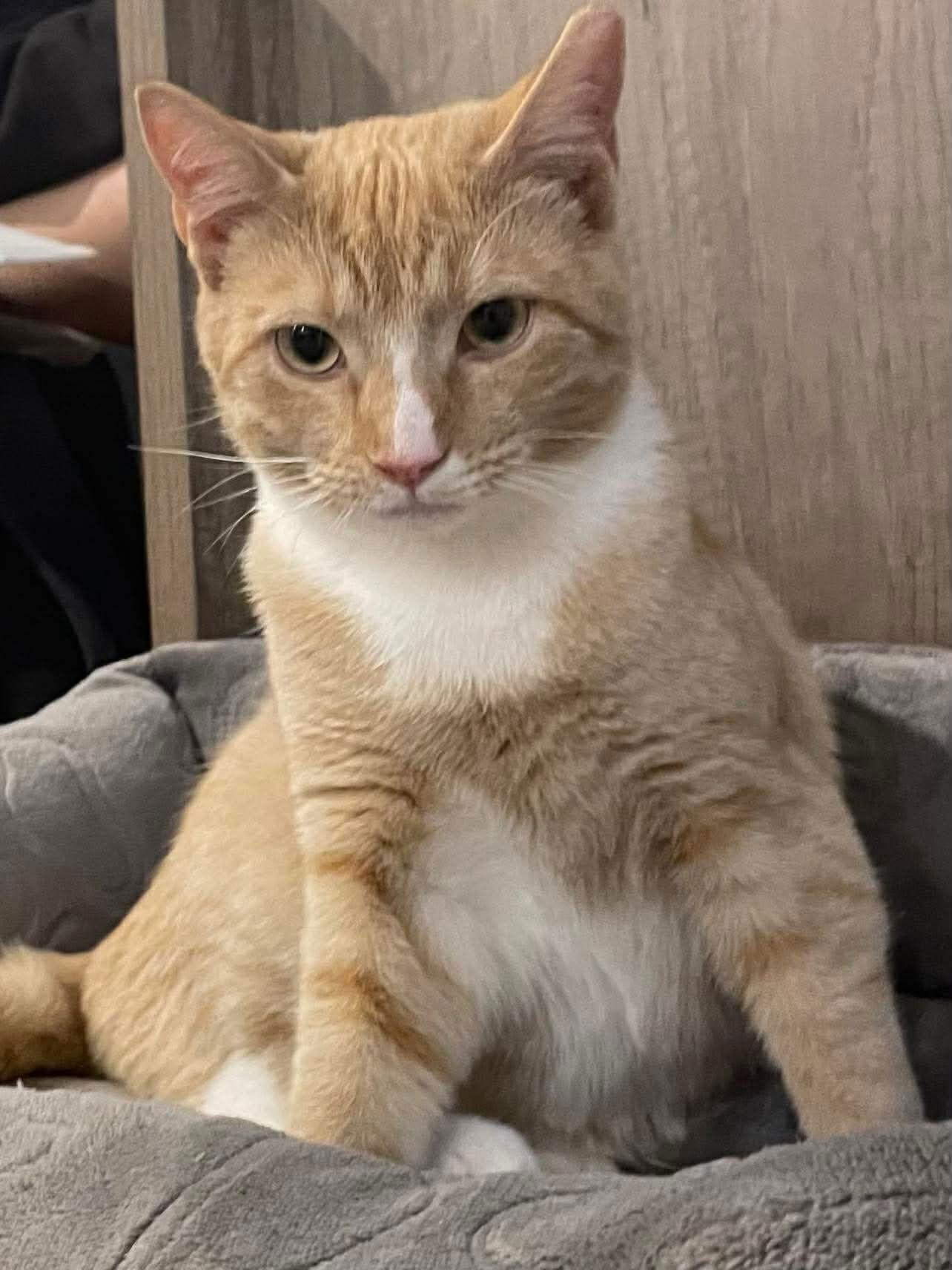 Mango, Adoptable, Young Male Domestic Short Hair.