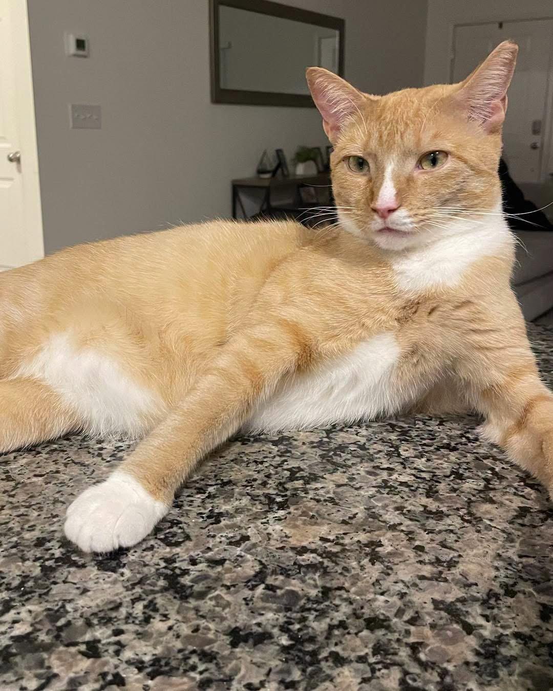 Enlarge Mango, a Adoptable Domestic Short Hair in Oakboro , NC image 2/3