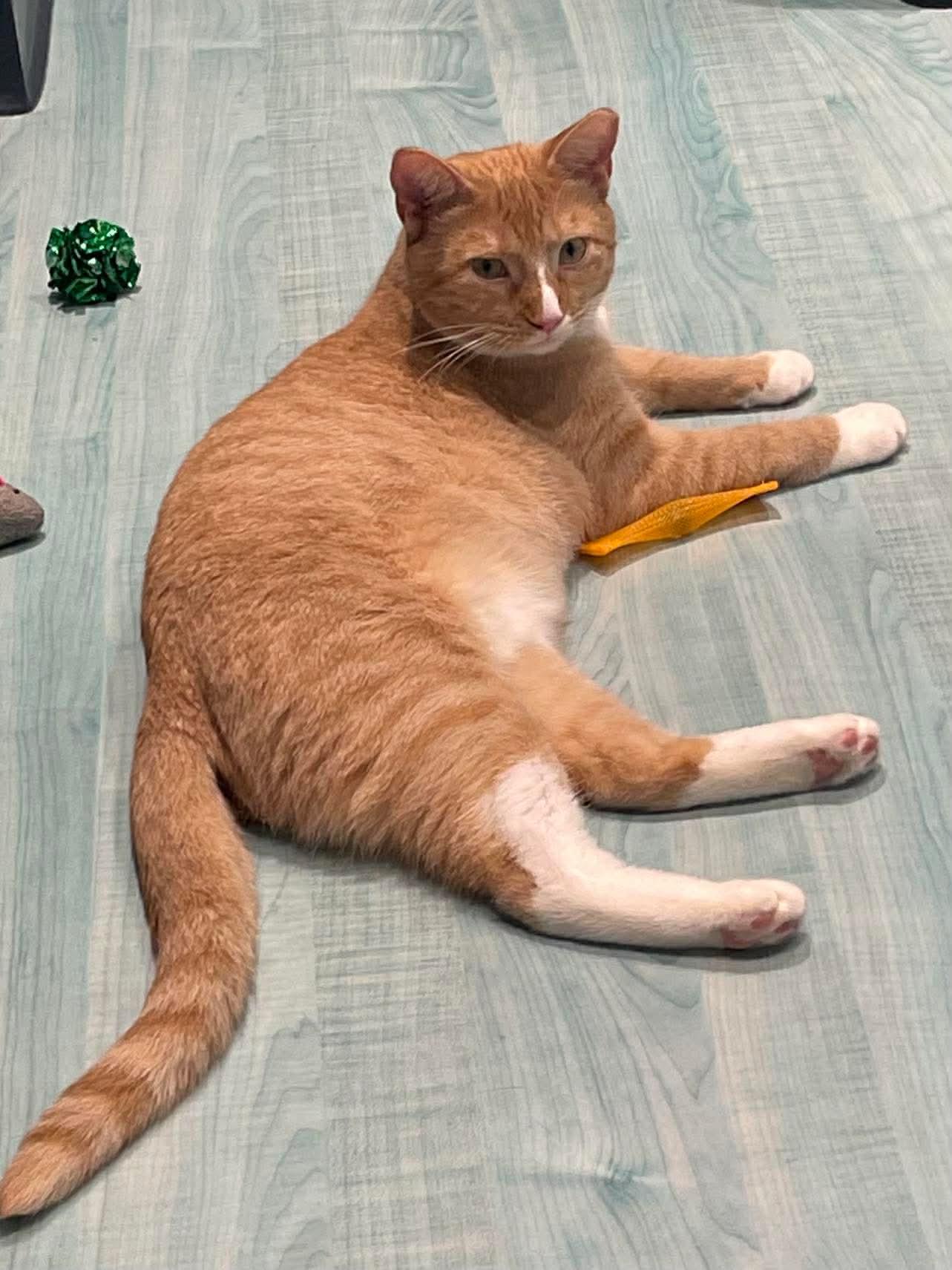 Enlarge Mango, a Adoptable Domestic Short Hair in Oakboro , NC image 2/3