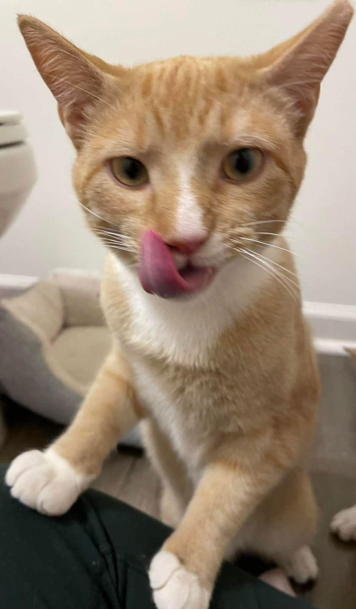 Enlarge Mango, a Adoptable Domestic Short Hair in Oakboro , NC image 3/3