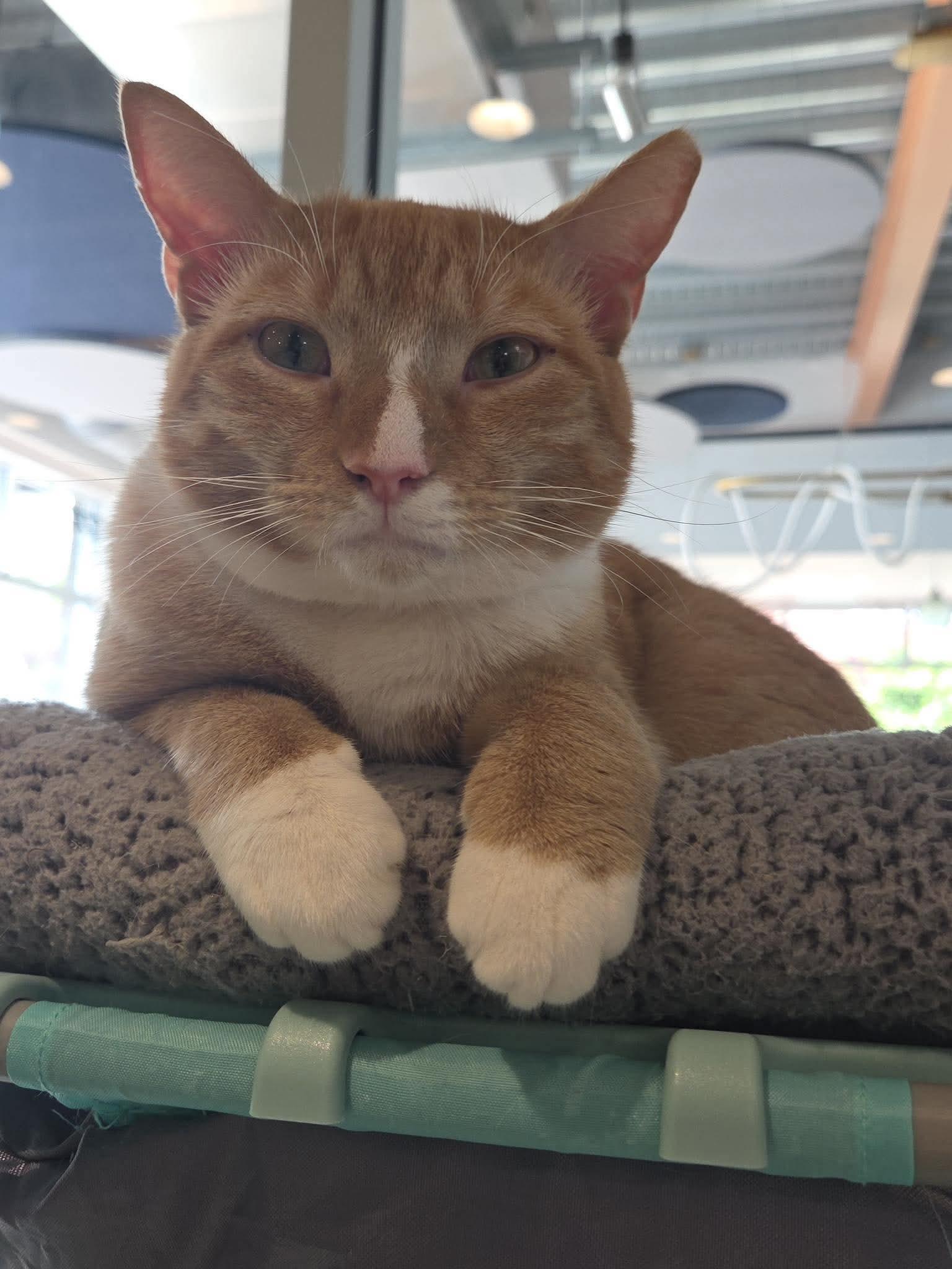 Enlarge Mango, a Adoptable Domestic Short Hair in Oakboro , NC image 3/3