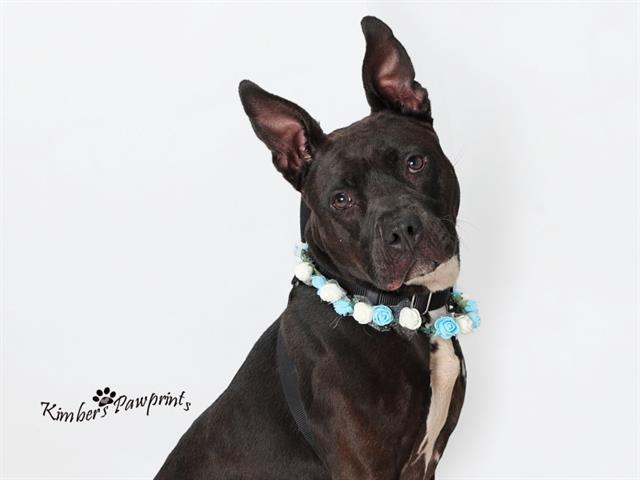 ANGEL, Adoptable, Adult Female Boxer & Mixed Breed.