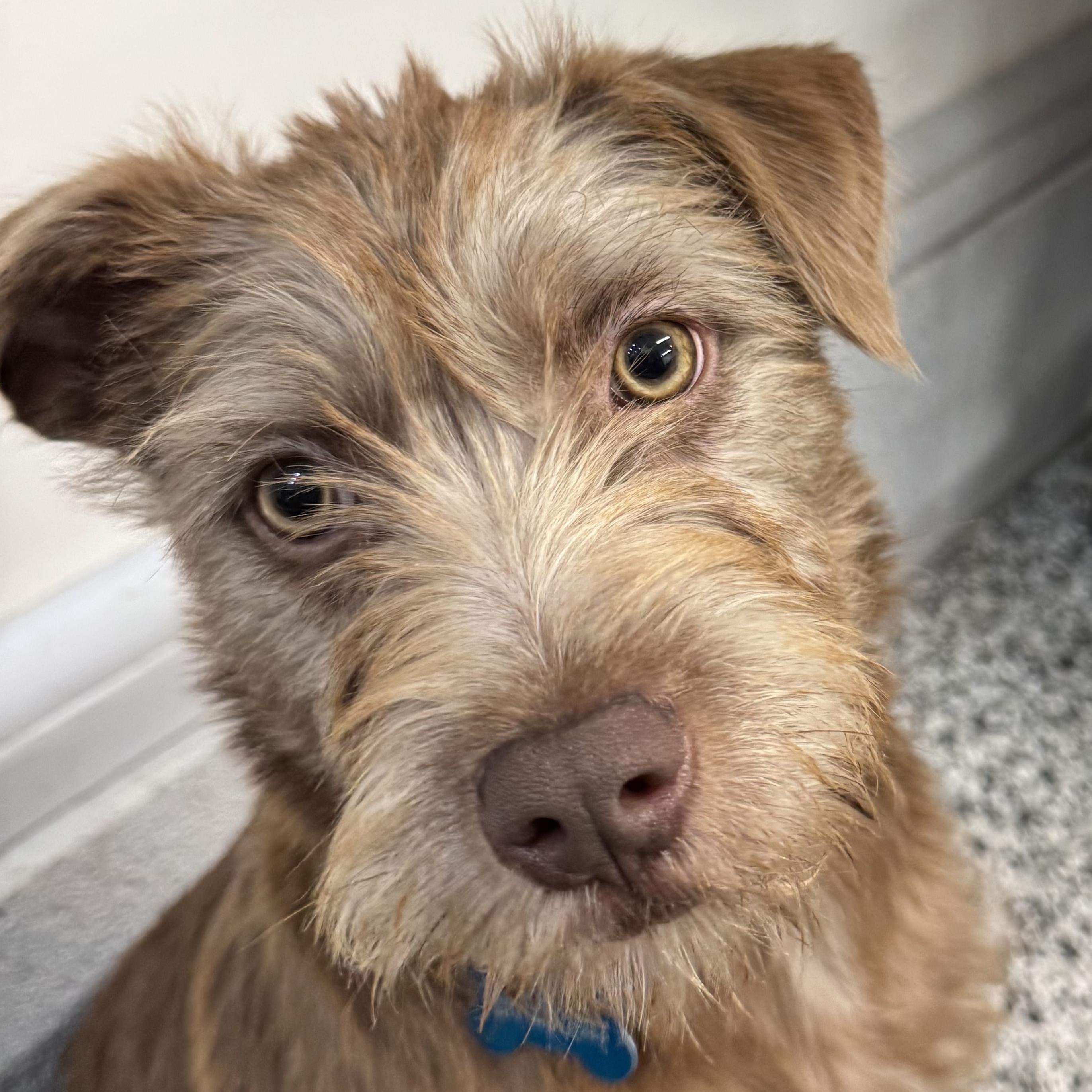 Enlarge Lottie, a ADOPTABLE mixed breed in Potomac, MD image 2/4