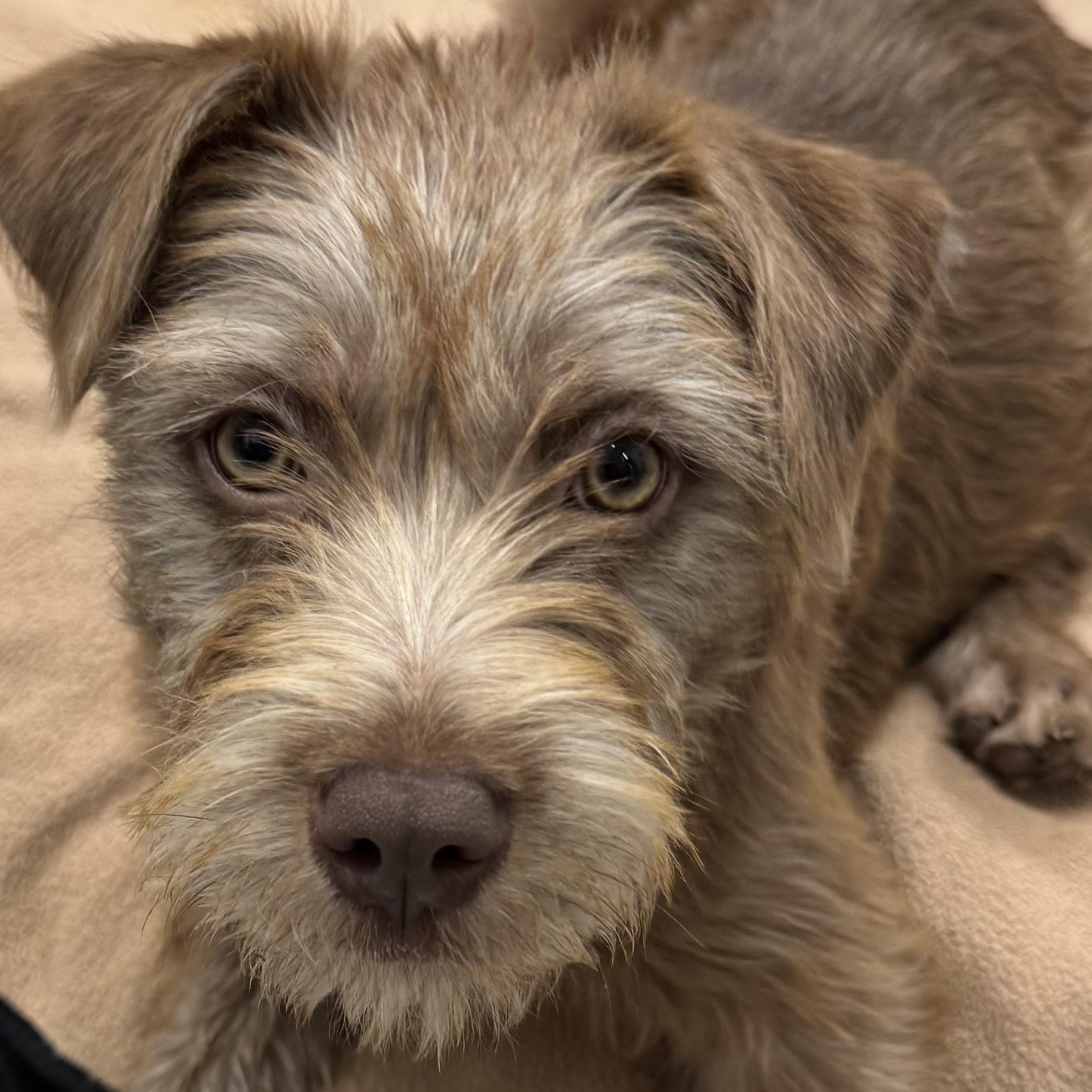 Lottie, ADOPTABLE, Puppy Female Terrier.
