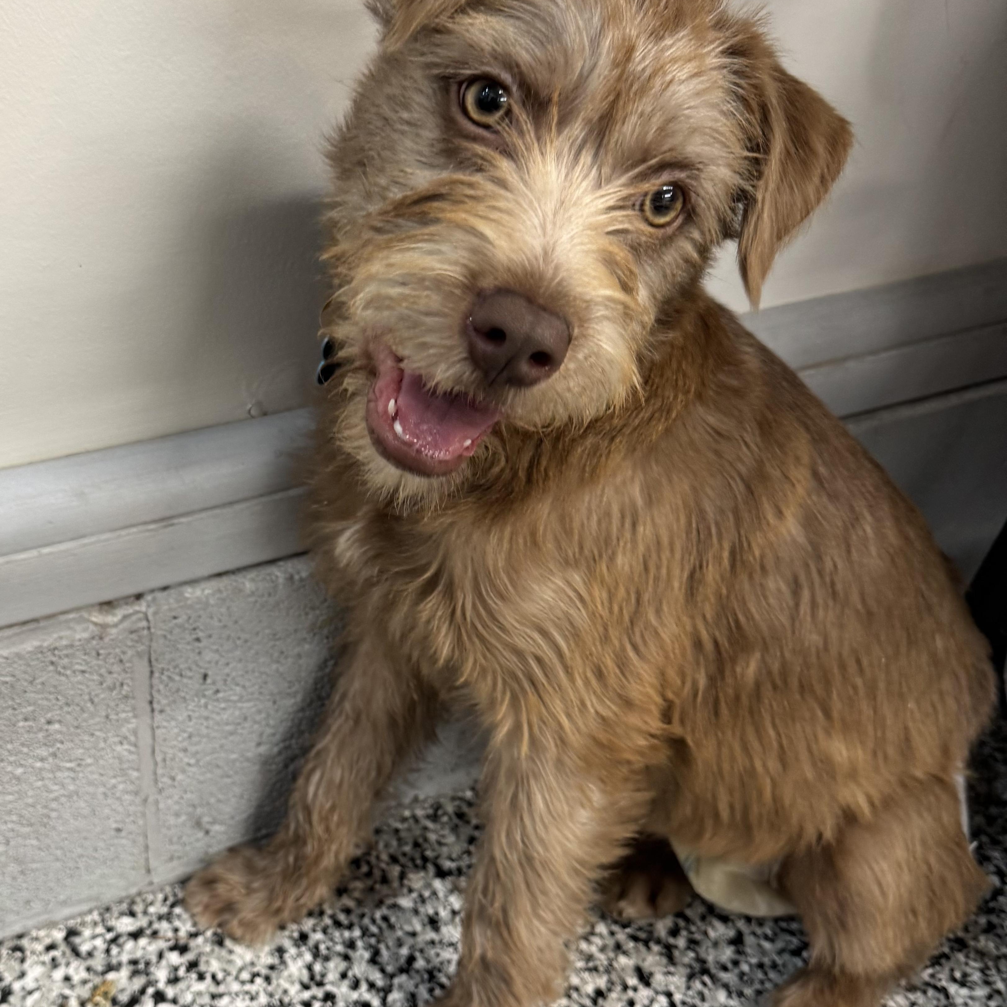 Enlarge Lottie, a ADOPTABLE mixed breed in Potomac, MD image 3/4