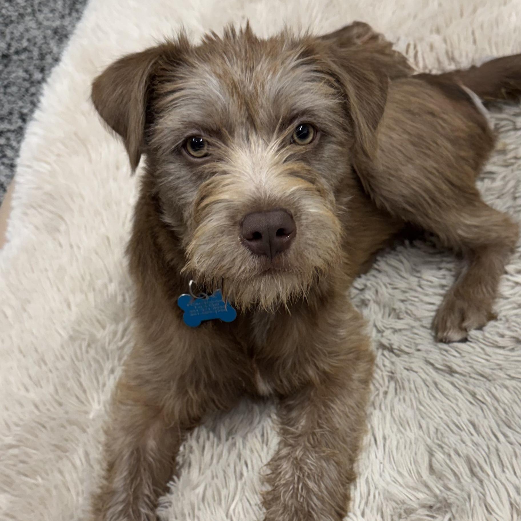 Enlarge Lottie, a ADOPTABLE mixed breed in Potomac, MD image 4/4