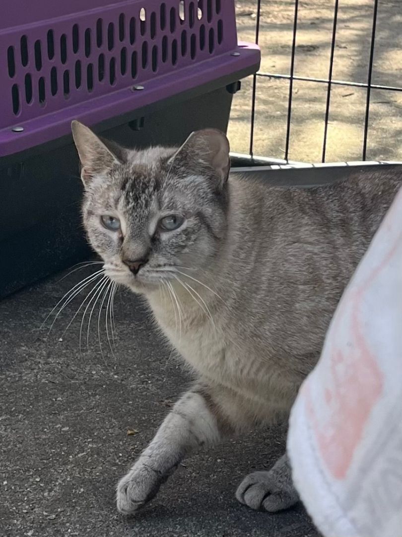 Enlarge Jasper, a Adopted mixed breed in Melville, NY image 1/2