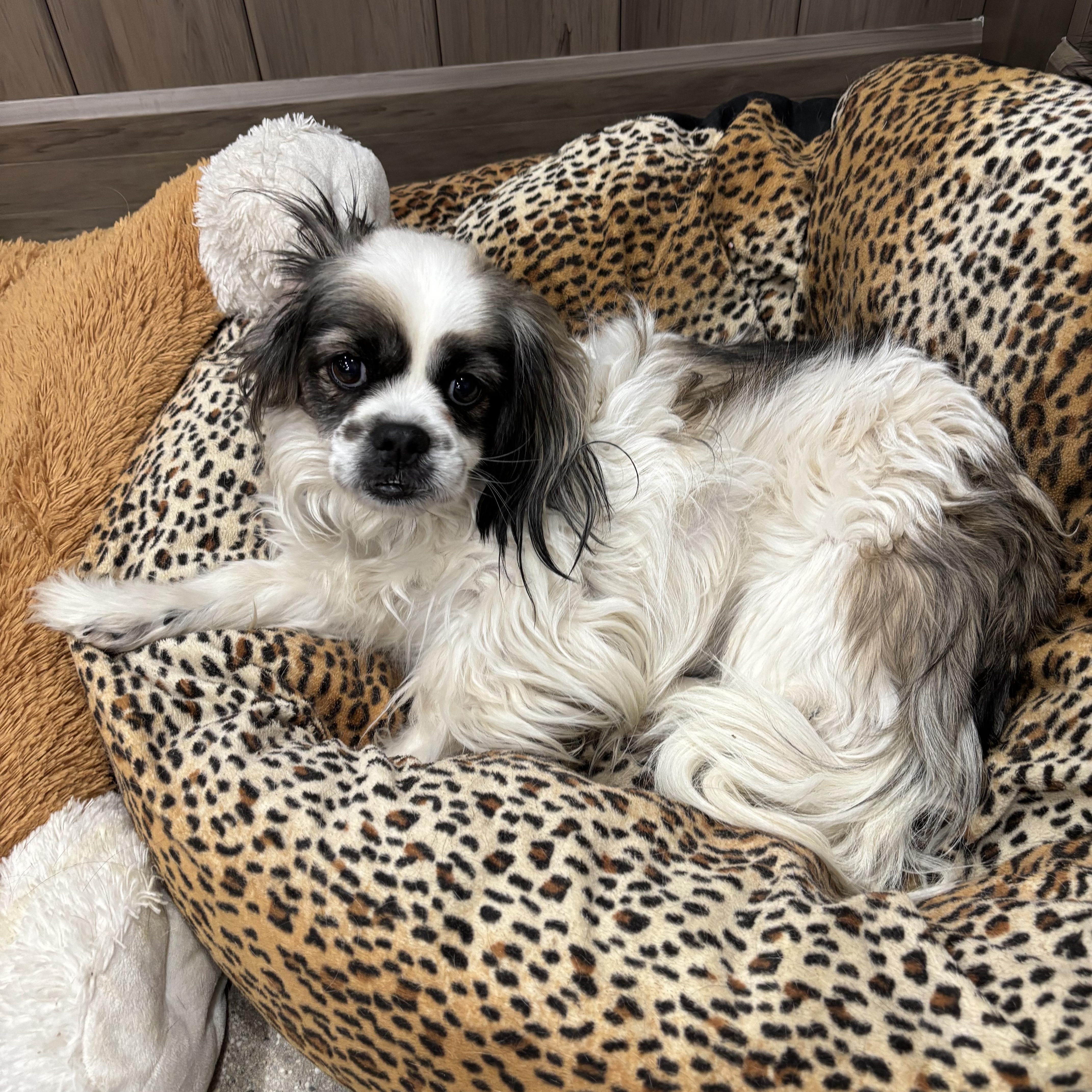 Furcules, ADOPTABLE, Young Male Pekingese.